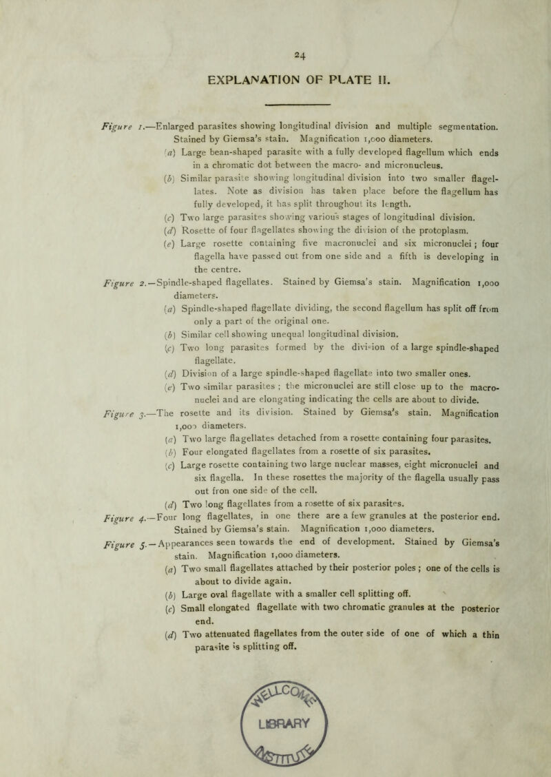 24 Figure 7. Figure 2. Figure 3- Figure 4.- Figure $. EXPLANATION OF PLATE II. Enlarged parasites showing longitudinal division and multiple segmentation. Stained by Giemsa’s stain. Magnification 1,000 diameters. (a) Large bean-shaped parasite with a fully developed flagellum which ends in a chromatic dot between the macro- and micronucleus. (b) Similar parasite showing longitudinal division into two smaller flagel- lates. Note as division has taken place before the flagellum has fully developed, it has split throughout its length. (c) Two large parasites sho»ving various stages of longitudinal division. (li) Rosette of four flagellates showing the di\ ision of the protoplasm. (e) Large rosette containing five macronuclei and six micronuclei ; four flagella have passed cut from one side and a fifth is developing in the centre. ■Spindle-shaped flagellates. Stained by Giemsa’s stain. Magnification 1,000 diameters. (a) Spindle-shaped flagellate dividing, the second flagellum has split off from only a part of the original one. (3) Similar cell showing unequal longitudinal division. (c) Two long parasites formed by the divi'^ion of a large spindle-shaped flagellate. (</) Division of a large spindle-shaped flagellate into two smaller ones. (e) Two similar parasites ; the micronuclei are still close up to the macro- nuclei and are elongating indicating the cells are about to divide. -The rosette and its division. Stained by Giemsa’s stain. Magnification 1,000 diameters. (^r) Two large flagellates detached from a rosette containing four parasites. (/;) Four elongated flagellates from a rosette of six parasites. (c) Large rosette containing two large nuclear masses, eight micronuclei and six flagella. In these rosettes the majority of the flagella usually pass out fron one side of the cell. (d) Two long flagellates from a rosette of six parasites. Four long flagellates, in one there are a few granules at the posterior end. Stained by Giemsa’s stain. Magnification 1,000 diameters. ■ Appearances seen towards the end of development. Stained by Giemsa’s stain. Magnification 1,000 diameters. (a) Two small flagellates attached by their posterior poles ; one of the cells is about to divide again. (^) Large oval flagellate with a smaller cell splitting off. (c) Small elongated flagellate with two chromatic granules at the posterior end. (d) Two attenuated flagellates from the outer side of one of which a thin parasite »s splitting off.