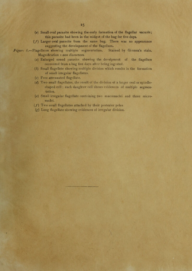25 • \e) Small oval parasite showing the early formation of the flagellar vacuole; this parasite had been in the midgut of the bug for five days. (y) Larger oval parasite from the same bug. There was no appearance suggesting the development of the flagellum. figure 6.—Flagellates showing multiple segmentation. Stained by Giemsa’s stain. Magnification i ooo diameters. {a) Enlarged sound parasite showing the develpment of the flagellum recovered from a bug five days after being ingested. (3) Small flagellate showing multiple division which results in the formation of small irregular flagellates. (c) Free attenuated flagellate. {d} Two small flagellates, the result of the division of a larger oval or spindle- shaped cell ; each daughter cell shows evidences of multiple segmen- tation. {e) Small irregular flagellate containing two macronuclei and three micro- nuclei. (/) Two small flagellates attached by their posterior poles (g) Long flagellate showing evidences of irregular division. I