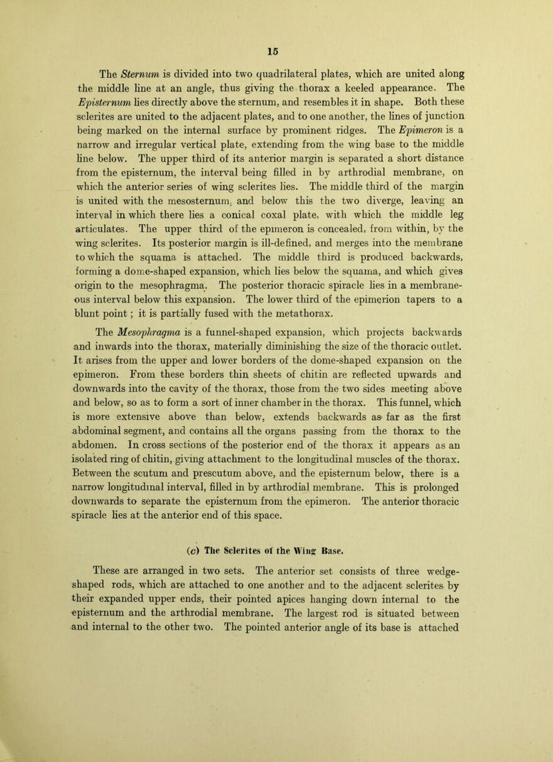 The Sternum is divided into two quadrilateral plates, which are united along the middle line at an angle, thus giving the thorax a keeled appearance. The E'pisternum hes directly above the sternum, and resembles it in shape. Both these sclerites are united to the adjacent plates, and to one another, the lines of junction being marked on the internal surface by prominent ridges. The Epimeron is a narrow and irregular vertical plate, extending from the wing base to the middle hne below. The upper third of its anterior margin is separated a short distance from the episternum, the interval being filled in by arthrodial membrane, on which the anterior series of wing sclerites lies. The middle third of the margin is united with the mesosternum, and below this the two diverge, leaving an interval in which there lies a conical coxal plate, with which the middle leg articulates. The upper third of the epmieron is concealed, from within, by the wing sclerites. Its posterior margin is ill-defined, and merges into the membrane to which the squama is attached. The middle third is produced backwards, forming a dome-shaped expansion, which lies below the squama, and which gives origin to the mesophragma. The posterior thoracic spiracle lies in a membrane- ous interval below this expansion. The lower third of the epimerion tapers to a blunt point; it is partially fused with the metathorax. The Mesophragma is a funnel-shaped expansion, which projects backwards and inwards into the thorax, materially diminishiug the size of the thoracic outlet. It arises from the upper and lower borders of the dome-shaped expansion on the epimeron. From these borders thin sheets of chitin are reflected upwards and downwards into the cavity of the thorax, those from the two sides meeting above and below, so as to form a sort of inner chamber in the thorax. This funnel, which is more extensive above than below, extends backwards as far as the first abdominal segment, and contains all the organs passing from the thorax to the abdomen. In cross sections of the posterior end of the thorax it appears as an isolated ring of chitin, giving attachment to the longitudinal muscles of the thorax. Between the scutum and prescutnm above, and the episternum below, there is a narrow longitudinal interval, filled in by arthrodial membrane. This is prolonged downwards to separate the episternum from the epimeron. The anterior thoracic spiracle lies at the anterior end of this space. (c) Tlie Sclerites ol the Wing* Base. These are arranged in two sets. The anterior set consists of three wedge- shaped rods, which are attached to one another and to the adjacent sclerites- by their expanded upper ends, their pointed apices hanging down internal to the episternum and the arthrodial membrane. The largest rod is situated between and internal to the other two. The pointed anterior angle of its base is attached