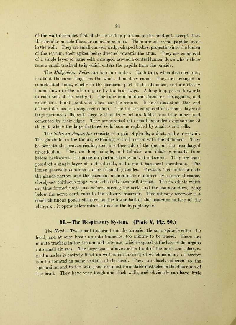 of the wall resembles that of the preceding portions of the hmd-gut, except that the circular muscle fibres are more numerous. There are six rectal papillse inset in the wall. They are small curved, wedge-shaped bodies, projecting into the lumen of the rectum, their apices being directed towards the anus. They are composed of a single layer of large cells arranged around a central lumen, down which there runs a small tracheal twig which enters the papilla from the outside. The Mal'pighian Tubes are four in number. Each tube, when dissected out, is about the same length as the whole ahmentary canal. They are arranged in comphcated loops, chiefly in the posterior part of the abdomen, and are closely bound down to the other organs by tracheal twigs. A long loop passes forwards in each side of the mid-gut. The tube is of uniform diameter throughout, and tapers to a blunt point which lies near the rectum. In fresh dissections this end of the tube has an orange-red colour. The tube is composed of a single layer of large flattened cells, with large oval nuclei, which are folded round the lumen and cemented by their edges. They are inserted into small expanded evaginations of the gut, where the large flattened cells become replaced by small round cells. The Salivary Ay'paratus consists of a pair of glands, a duct, and a reservoir. The glands lie in the thorax, extending to its junction with the abdomen. They lie beneath the proventriculus, and in either side of the duct of the oesophageal diverticulum. They are long, simple, and tubular, and dilate gradually from before backwards, the posterior portions being curved outwards. They are com- posed of a single layer of cubical cells, and a stout basement membrane. The lumen generally contains a mass of small granules. Towards their anterior ends the glands narrow, and the basement membrane is reinforced by a series of coarse, closely-set chitinous rings, while the cells become flattened. The two ducts which are thus formed unite just before entering the neck, and the common duct, lying below the nerve cord, runs to the salivary reservoir. This sahvary reservoir is a small chitinous pouch situated on the lower half of the posterior surface of the pharynx ; it opens below into the duct in the hypopharynx. II.—The Kespiratory System. (Plate V, Fi«:. 30.) The Head.—Two small tracheae from the anterior thoracic spiracle enter the head, and at once break up into branches, too minute to be traced. There are nunute tracheae in the labium and antennae, which expand at the base of the organs into small air sacs. The large space above and in front of the brain and pharyn- geal muscles is entirely filled up with small air sacs, of which as many as twelve can be counted in some sections of the head. They are closely adherent to the epicranium and to the brain, and are most formidable obstacles in the dissection of the head. They have very tough and thick w'alls, and obviously can have little