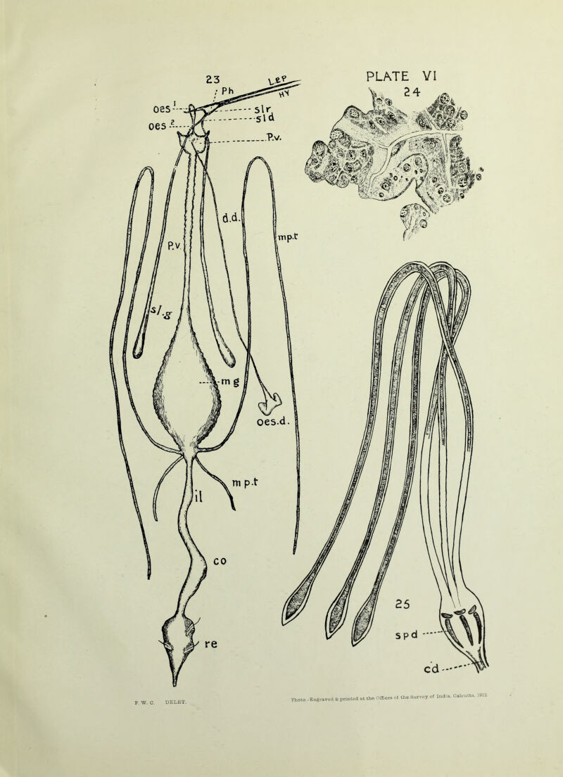 F, W. C- DELET. -Baeraved & printed at the Offices of the Survey of India, Calcutta,