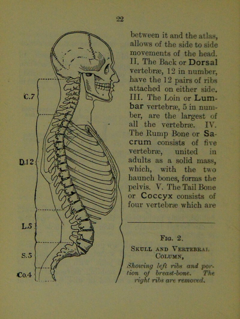 between it and the atla-, allows of the side to side movements of the head. II. The Back or Dorsal vertebra:, 12 in number, have the 12 pairs of ribs attached on either side, III. The Loin or Lum- bar vertebra:, 5 in num- ber, are the largest of all the vertebra;. IV. The Hump Bone or Sa- crum consists of five vertebra^, united in adults as a solid mass, which, with the two haunch bones, forms the pelvis. V. The Tail Bone or Coccyx consists of four vertebra1 which are Fio. 2. Skull and Vertebral Column, Shotting left rib,s and por- tion of breast-bone. The tight ribs are removed.