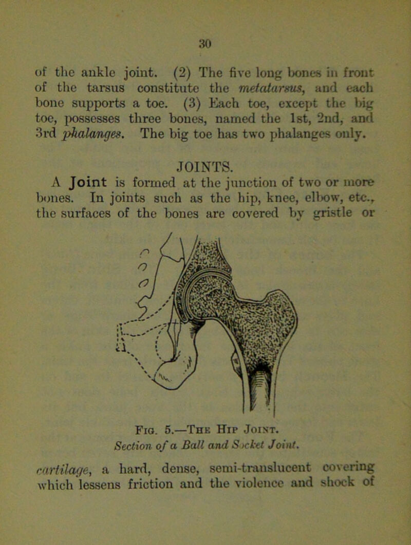 of the ankle joint. (2) The five long bones in front of the tarsus constitute the metatarsus, and each bone supports a toe. (3) Each toe, except the big toe, possesses three bones, named the 1st, 2nd, and 3rd phalanges. The big toe has two phalanges only. JOINTS. A Joint is formed at the junction of two or more bones. In joints such as the hip, knee, elbow, etc.r the surfaces of the bones are covered by gristle or Fio. 5.—The Hip Joist. Section of a Ball and Socket Joint. cartilage, a hard, dense, semi-translucent covering which lessens friction and the violence and shock of