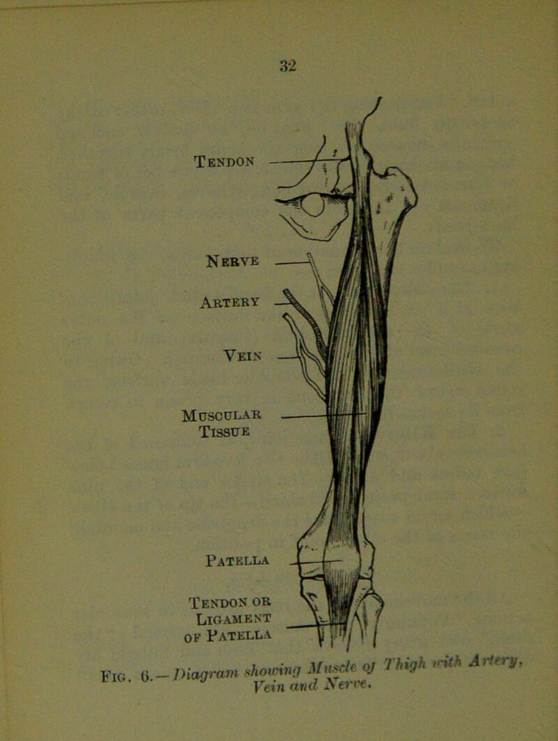 Tendon Fig. i; Diagram showing Muscle oj I high Vein and -N tree. irith Artery.