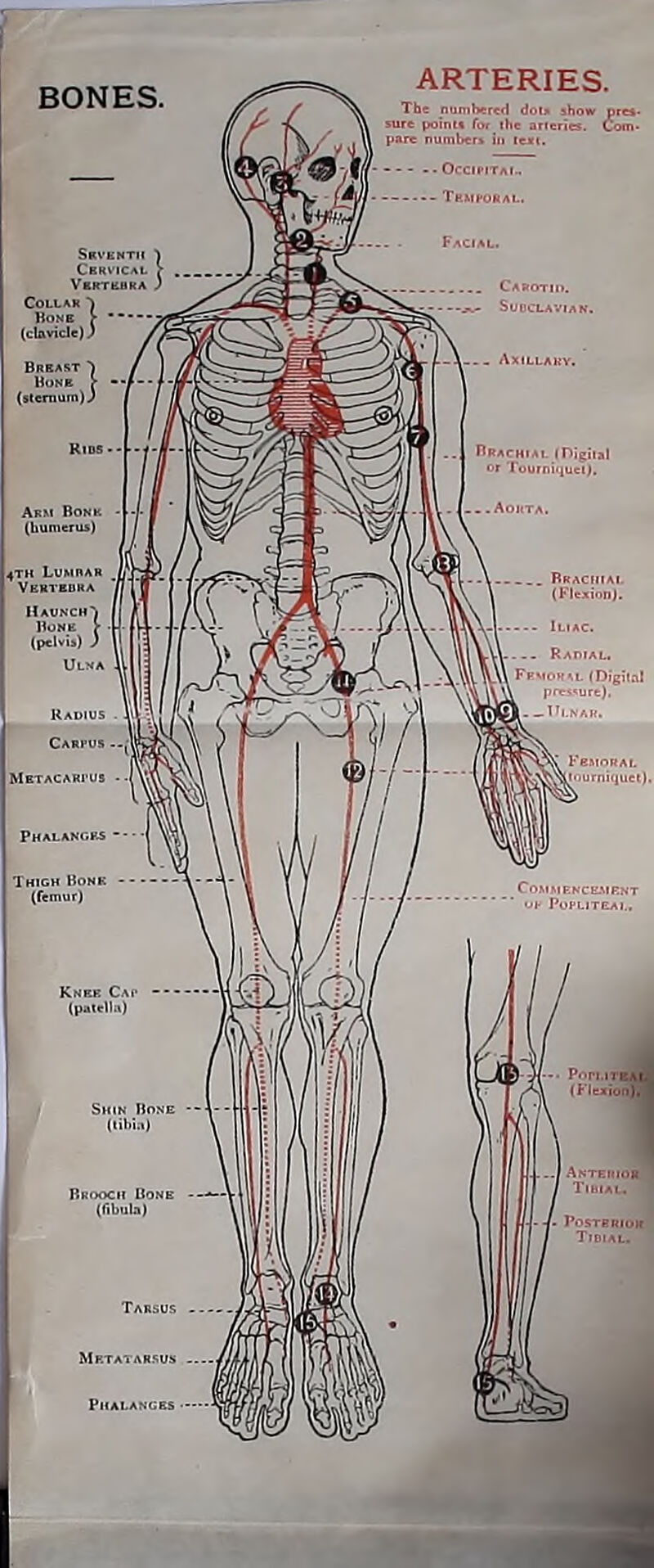ARTERIES. The numbered dor* show pres- ire points for Ihe arteries. Com- pare numbers in text.