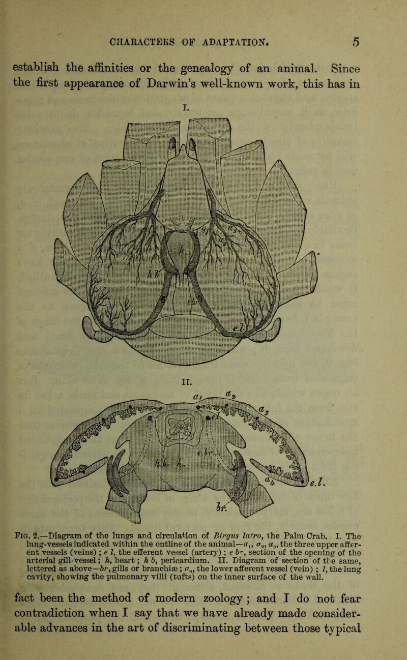 establish the affinities or the genealogy of an animal. Since the first appearance of Darwin’s well-known work, this has in I. Fig. 2.—Diagram of the lungs and circulation of Birgus latro, the Palm Crab. I. The lung-vessels indicated within the outline of the animal—or,, a2, a3, the three upper affer- ent vessels (veins) ; e l, the efferent vessel (artery); e b>~, section of the opening of the arterial gill-vessel; h, heart; h b, pericardium. II. Diagram of section of the same, lettered as above— br, gills or branchiae; rr,4, the lower afferent vessel (vein) ; l, the lung cavity, showing the pulmonary villi (tufts) on the inner surface of the wall. fact been the method of modern zoology; and I do not fear contradiction when I say that we have already made consider- able advances in the art of discriminating between those typical