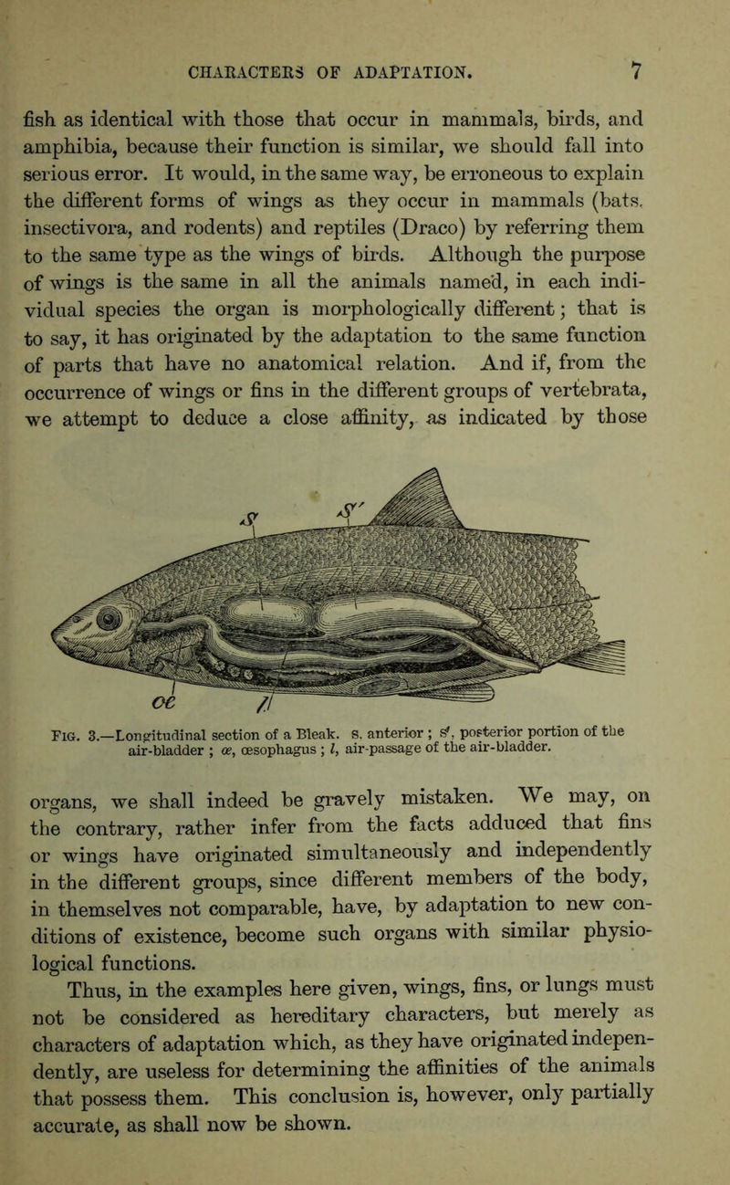 fish as identical with those that occur in mammals, birds, and amphibia, because their function is similar, we should fall into serious error. It would, in the same way, be erroneous to explain the different forms of wings as they occur in mammals (bats, insectivora, and rodents) and reptiles (Draco) by referring them to the same type as the wings of birds. Although the purpose of wings is the same in all the animals named, in each indi- vidual species the organ is morphologically different; that is to say, it has originated by the adaptation to the same function of parts that have no anatomical relation. And if, from the occurrence of wings or fins in the different groups of vertebrata, we attempt to deduce a close affinity, as indicated by those Fig. 3.—Longitudinal section of a Bleak, s. anterior ; s', posterior portion of the air-bladder ; ce, oesophagus ; l, air-passage of the air-bladder. organs, we shall indeed be gravely mistaken. We may, on the contrary, rather infer from the facts adduced that fins or wings have originated simultaneously and independently in the different groups, since different members of the body, in themselves not comparable, have, by adaptation to new con- ditions of existence, become such organs with similar physio- logical functions. Thus, in the examples here given, wings, fins, or lungs must not be considered as hereditary characters, but merely as characters of adaptation which, as they have originated indepen- dently, are useless for determining the affinities of the animals that possess them. This conclusion is, however, only partially accurate, as shall now be shown.