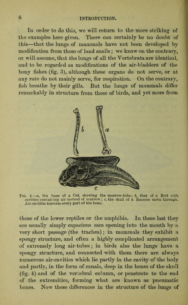 In order to do this, we will return to the more striking of the examples here given. There can certainly be no doubt of this—that the lungs of mammals have not been developed by modification from those of land snails; we know on the contrary, or will assume, that the lungs of all the Vertebrata are identical, and to be regarded as modifications of the air-bladders of the bony fishes (fig. 3), although these organs do not serve, or at any rate do not mainly serve, for respiration. On the contrary, fish breathe by their gills. But the lungs of mammals differ remarkably in structure from those of birds, and yet more from Fig. 4.—a, the bone of a Cat, showing the marrow-tube; b, that of a Bird with cavities contair.ing air instead of marrow; c, the skull of a Buceros sawn through. Air-cavities traverse every part of the bone. those of the lower reptiles or the amphibia. In these last they are usually simply capacious sacs opening into the mouth by a very short passage (the trachea); in mammals they exhibit a spongy structure, and often a highly complicated arrangement of extremely long air-tubes; in birds also the lungs have a spongy structure, and connected with them there are always numerous air-cavities which lie partly in the cavity of the body and partly, in the form of canals, deep in the bones of the skull (fig. 4) and of the vertebral column, or penetrate to the end of the extremities, forming what are known as pneumatic bones. Now these differences in the structure of the lungs of