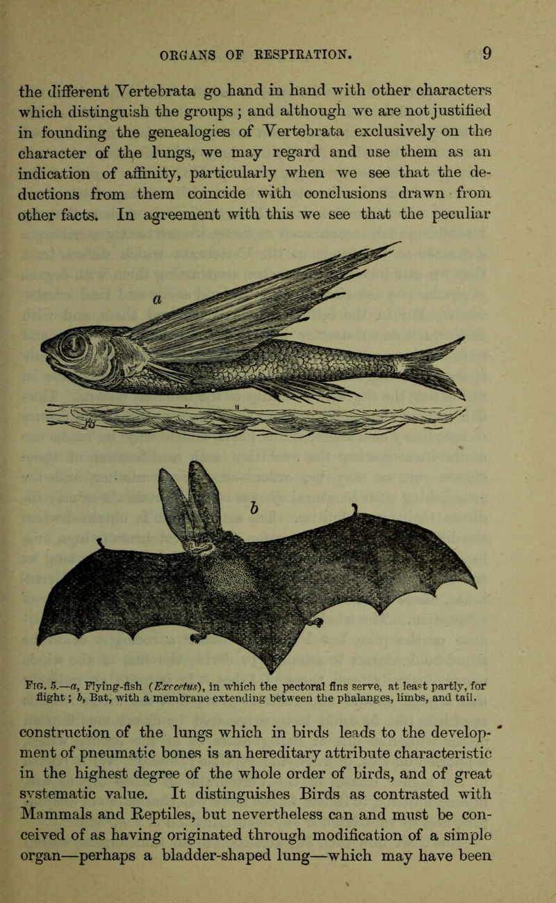 the different Vertebrata go hand in hand with other characters which distinguish the groups ; and although we are not justified in founding the genealogies of Vertebrata exclusively on the character of the lungs, we may regard and use them as an indication of affinity, particularly when we see that the de- ductions from them coincide with conclusions drawn from other facts. In agreement with this we see that the peculiar Fig. 5 —a. Flying-fish (Exrcrtus), in which the pectoral fins serve, at least partly, for flight; b, Bat, with a membrane extending between the phalanges, limbs, and tail. construction of the lungs which in birds leads to the develop- ' ment of pneumatic bones is an hereditary attribute characteristic in the highest degree of the whole order of birds, and of great systematic value. It distinguishes Birds as contrasted with Mammals and Reptiles, but nevertheless can and must be con- ceived of as having originated through modification of a simple organ—perhaps a bladder-shaped lung—which may have been