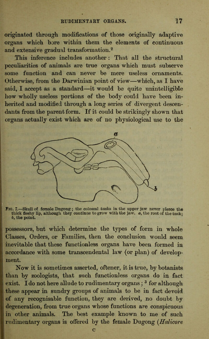 originated through modifications of those originally adaptive organs which bore within them the elements of continuous and extensive gradual transformation.2 This inference includes another: That all the structural peculiarities of animals are true organs which must subserve some function and can never be mere useless ornaments. Otherwise, from the Darwinian point of view—which, as I have said, I accept as a standard—it would be quite unintelligible liow wholly useless portions of the body could have been in- herited and modified through a long series of divergent descen- dants from the parent form. If it could be strikingly shown that organs actually exist which are of no physiological use to the a Fig, 7—Skull of female Dugong; the colossal tusks in the upper jaw never pierce the thick fleshy lip, although they continue to grow with the jaw. a, the root of the tusk; b, the point. possessors, but which determine the types of form in whole Classes, Orders, or Families, then the conclusion would seem inevitable that these functionless organs have been formed in accordance with some transcendental law (or plan) of develop- ment. Now it is sometimes asserted, oftener, it is true, by botanists than by zoologists, that such functionless organs do in fact exist. I do not here allude to rudimentary organs; 3 for although these appear in sundry groups of animals to be in fact devoid of any recognisable function, they are derived, no doubt by degeneration, from true organs whose functions are conspicuous in other animals. The best example known to me of such rudimentary organs is offered by the female Dugong (Halicore c