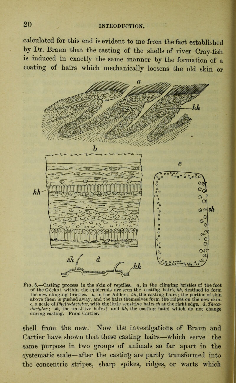 calculated for this end is evident to me from the fact established by Dr. Braun that the casting of the shells of river Cray-fish is induced in exactly the same manner by the formation of a coating of hairs which mechanically loosens the old skin or G-© sh Fig. 8.—Casting process in the skin of reptiles, a, in the clinging bristles of the foot of the Gecko; within the epidermis are seen the casting hairs, hh, destined to form the new clinging bristles, b, in the Adder ; hh, the casting hairs ; the portion of skin above them is pushed away, and the hairs themselves form the ridges on the new skin. c, a scale of PhyUodactylus, with the little sensitive hairs sh at the right edge, d, Theca- ductylas; sh, the sensitive hairs; and hh, the casting hairs which do not change during casting. From Cartier. shell from the new. Now the investigations of Brann and Cartier have shown that these casting hairs—which serve the same purpose in two groups of animals so far apart in the systematic scale—after the casting are partly transformed into the concentric stripes, sharp spikes, ridges, or warts which