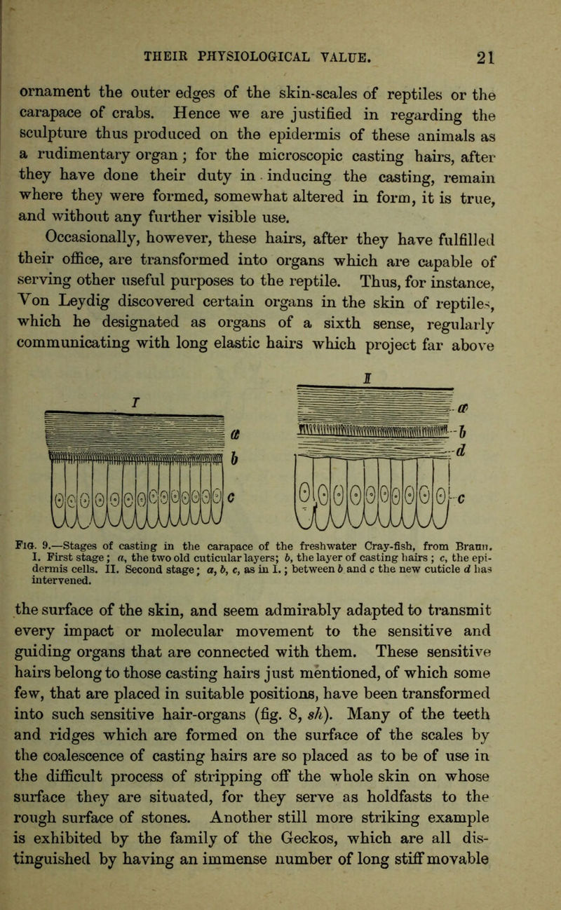 ornament the outer edges of the skin-scales of reptiles or the carapace of crabs. Hence we are justified in regarding the sculpture thus produced on the epidermis of these animals as a rudimentary organ; for the microscopic casting hairs, after they have done their duty in inducing the casting, remain where they were formed, somewhat altered in form, it is true, and without any further visible use. Occasionally, however, these hairs, after they have fulfilled their office, are transformed into organs which are capable of serving other useful purposes to the reptile. Thus, for instance, Von Ley dig discovered certain organs in the skin of reptiles, which he designated as organs of a sixth sense, regularly communicating with long elastic hairs which project far above 0 0 G00G JXOJ 0rc Fig. 9.—Stages of casting in the carapace of the freshwater Cray-fish, from Brann. I. First stage; a, the two old cuticular layers; b, the layer of casting hairs ; c, the epi- dermis cells. II. Second stage; a, b, c, as in I.; between b and c the new cuticle d has intervened. the surface of the skin, and seem admirably adapted to transmit every impact or molecular movement to the sensitive and guiding organs that are connected with them. These sensitive hairs belong to those casting hairs just mentioned, of which some few, that are placed in suitable positions, have been transformed into such sensitive hair-organs (fig. 8, sh). Many of the teeth and ridges which are formed on the surface of the scales by the coalescence of casting hairs are so placed as to be of use in the difficult process of stripping off the whole skin on whose surface they are situated, for they serve as holdfasts to the rough surface of stones. Another still more striking example is exhibited by the family of the Geckos, which are all dis- tinguished by having an immense number of long stiff movable