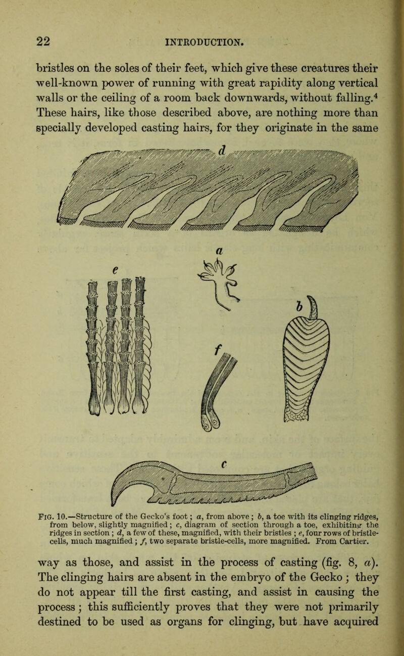 bristles on the soles of their feet, which give these creatures their well-known power of running with great rapidity along vertical walls or the ceiling of a room back downwards, without falling.4 These hairs, like those described above, are nothing more than specially developed casting hairs, for they originate in the same FlG. 10.—Structure of the Gecko’s foot; a, from above ; b, a toe with its clinging ridges, from below, slightly magnified; c, diagram of section through a toe, exhibiting the ridges in section ; d, a few of these, magnified, with their bristles ; e, four rows of bristle- cells, much magnified ; /, two separate bristle-cells, more magnified. From Cartier. way as those, and assist in the process of casting (fig. 8, a). The clinging hairs are absent in the embryo of the Gecko ; they do not appear till the first casting, and assist in causing the process; this sufficiently proves that they were not primarily destined to be used as organs for clinging, but have acquired