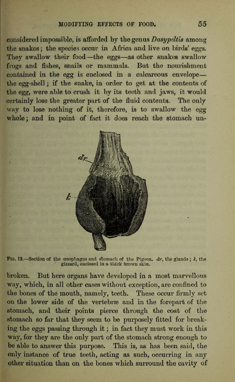 considered impossible, is afforded by the genus Dasypeltis among the snakes; the species occur in Africa and live on birds’ eggs. They swallow their food—the eggs—as other snakes swallow frogs and fishes, snails or mammals. But the nourishment contained in the egg is enclosed in a calcareous envelope— the egg-shell; if the snake, in order to get at the contents of the egg, were able to crush it by its teeth and jaws, it would certainly lose the greater part of the fluid contents. The only way to lose nothing of it, therefore, is to swallow the egg whole; and in point of fact it does reach the stomach un- Fig. 13.—Section of the oesophagus and stomach of the Pigeon, dr, the glands ; k, the 1 gizzard, enclosed in a thick brown skin. broken. But here organs have developed in a most marvellous way, which, in all other cases without exception, are confined to the bones of the mouth, namely, teeth. These occur firmly set on the lower side of the vertebrae and in the forepart of the stomach, and their points pierce through the coat of the stomach so far that they seem to be purposely fitted for break- ing the eggs passing through it; in fact they must work in this way, for they are the only part of the stomach strong enough to be able to answer this purpose. This is, as has been said, the only instance of true teeth, acting as such, occurring in any other situation than on the bones which surround the cavity of k