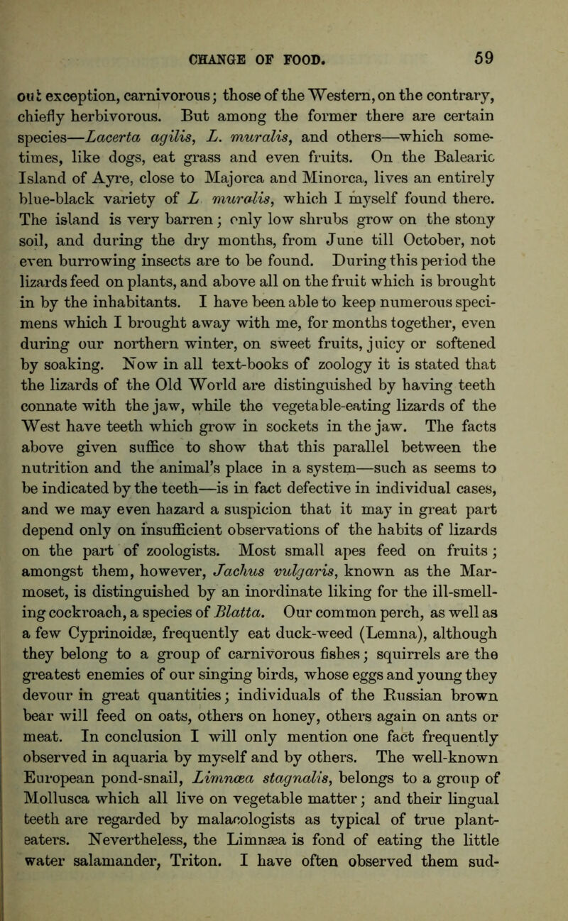 ou l exception, carnivorous; those of the Western, on the contrary, chiefly herbivorous. But among the former there are certain species—Lacerta agilis, L. muralis, and others—which some- times, like dogs, eat grass and even fruits. On the Balearic Island of Ayre, close to Majorca and Minorca, lives an entirely blue-black variety of L muralis, which I myself found there. The island is very barren; only low shrubs grow on the stony soil, and during the dry months, from June till October, not even burrowing insects are to be found. During this period the lizards feed on plants, and above all on the fruit which is brought in by the inhabitants. I have been able to keep numerous speci- mens which I brought away with me, for months together, even during our northern winter, on sweet fruits, j nicy or softened by soaking. Now in all text-books of zoology it is stated that the lizards of the Old World are distinguished by having teeth connate with the jaw, while the vegetable-eating lizards of the West have teeth which grow in sockets in the jaw. The facts above given suffice to show that this parallel between the nutrition and the animal’s place in a system—such as seems to be indicated by the teeth—is in fact defective in individual cases, and we may even hazard a suspicion that it may in great part depend only on insufficient observations of the habits of lizards on the part of zoologists. Most small apes feed on fruits; amongst them, however, Jachus vulgaris, known as the Mar- moset, is distinguished by an inordinate liking for the ill-smell- ing cockroach, a species of Blatta. Our common perch, as well as a few Cyprinoidse, frequently eat duck-weed (Lemna), although they belong to a group of carnivorous fishes; squirrels are the greatest enemies of our singing birds, whose eggs and young they devour in great quantities; individuals of the Russian brown bear will feed on oats, others on honey, others again on ants or meat. In conclusion I will only mention one fact frequently observed in aquaria by myself and by others. The well-known European pond-snail, Limncea stagnalis, belongs to a group of Mollusca which all live on vegetable matter; and their lingual teeth are regarded by malaoologists as typical of true plant- eaters. Nevertheless, the Limnsea is fond of eating the little water salamander, Triton. I have often observed them sud-