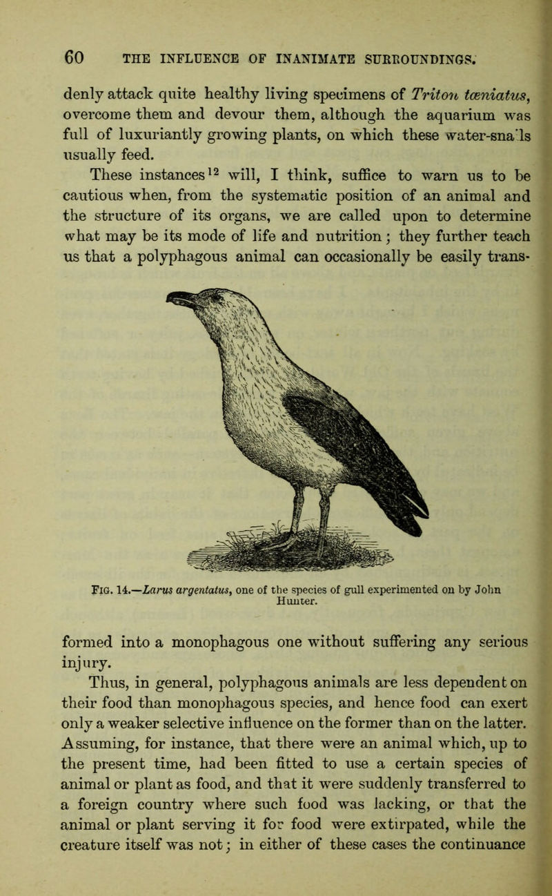 denly attack quite healthy living specimens of Triton tceniatus, overcome them and devour them, although the aquarium was full of luxuriantly growing plants, on which these water-sna'ls usually feed. These instances12 will, I think, suffice to warn us to be cautious when, from the systematic position of an animal and the structure of its organs, we are called upon to determine what may be its mode of life and nutrition; they further teach us that a polyphagous animal can occasionally be easily trans* Fig. 14.—Larus argentatus, one of the species of gull experimented on by John Hunter. formed into a monophagous one without suffering any serious injury. Thus, in general, polyphagous animals are less dependent on their food than monophagous species, and hence food can exert only a weaker selective influence on the former than on the latter. Assuming, for instance, that there were an animal which, up to the present time, had been fitted to use a certain species of animal or plant as food, and that it were suddenly transferred to a foreign country where such food was lacking, or that the animal or plant serving it for food were extirpated, while the creature itself was not; in either of these cases the continuance
