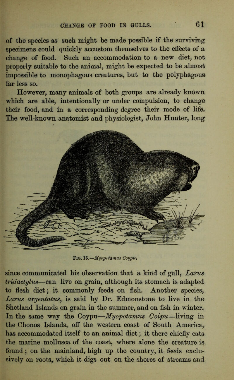 of the species as such might be made possible if the surviving specimens could quickly accustom themselves to the effects of a change of food. Such an accommodation to a new diet, not properly suitable to the animal, might be expected to be almost impossible to monophagous creatures, but to the polyphagous far less so. However, many animals of both groups are already known which are able, intentionally or under compulsion, to change their food, and in a corresponding degree their mode of life. The well-known anatomist and physiologist, John Hunter, long Fig. 15.—Myope tamus Coypu. since communicated his observation that a kind of gull, Larus triaactylus—can live on grain, although its stomach is adapted to flesh diet; it commonly feeds on fish. Another species, Larus argentatus, is said by Dr. Edmonstone to live in the Shetland Islands on grain in the summer, and on fish in winter. In the same way the Coypu—Myopotamus Coipu—living in the Chonos Islands, off the western coast of South America, has accommodated itself to an animal diet; it there chiefly eats the marine mollusca of the coast, where alone the creature is found; on the mainland, high up the country, it feeds exclu- sively on roots, which it digs out on the shores of streams and