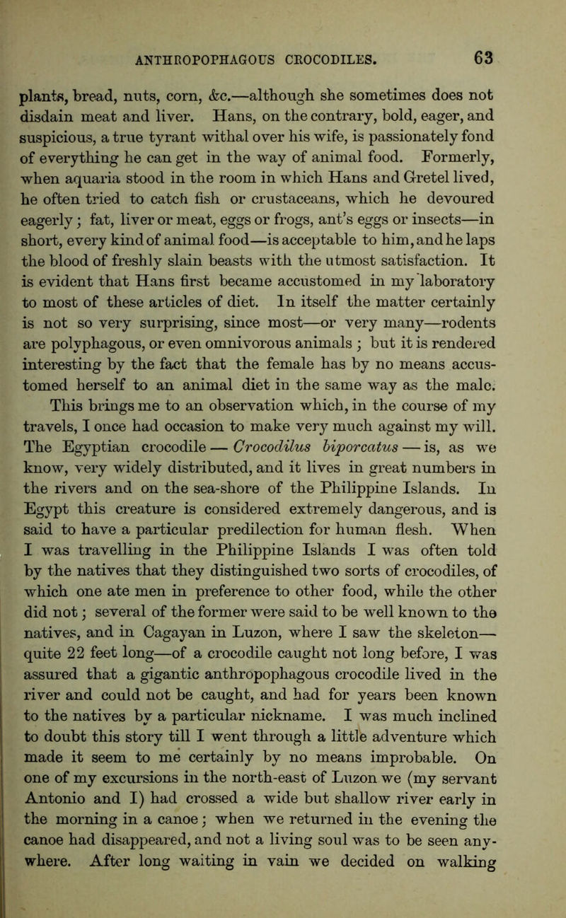 plants, bread, nuts, corn, &c.—although she sometimes does not disdain meat and liver. Hans, on the contrary, bold, eager, and suspicious, a true tyrant withal over his wife, is passionately fond of everything he can get in the way of animal food. Formerly, when aquaria stood in the room in which Hans and G-retel lived, he often tried to catch fish or crustaceans, which he devoured eagerly; fat, liver or meat, eggs or frogs, ant’s eggs or insects—in short, every kind of animal food—is acceptable to him, and he laps the blood of freshly slain beasts with the utmost satisfaction. It is evident that Hans first became accustomed in my laboratory to most of these articles of diet. In itself the matter certainly is not so very surprising, since most—or very many—rodents are polyphagous, or even omnivorous animals ; but it is rendered interesting by the fact that the female has by no means accus- tomed herself to an animal diet in the same way as the male. This brings me to an observation which, in the course of my travels, I once had occasion to make very much against my will. The Egyptian crocodile — Crocodilus biporcatus — is, as we know, very widely distributed, and it lives in great numbers in the rivers and on the sea-shore of the Philippine Islands. In Egypt this creature is considered extremely dangerous, and is said to have a particular predilection for human flesh. When I was travelling in the Philippine Islands I was often told by the natives that they distinguished two sorts of crocodiles, of which one ate men in preference to other food, while the other did not; several of the former were said to be well known to the natives, and in Cagayan in Luzon, where I saw the skeleton— quite 22 feet long—of a crocodile caught not long before, I was assured that a gigantic anthropophagous crocodile lived in the river and could not be caught, and had for years been known to the natives by a particular nickname. I was much inclined to doubt this story till I went through a little adventure which made it seem to me certainly by no means improbable. On one of my excursions in the north-east of Luzon we (my servant Antonio and I) had crossed a wide but shallow river early in the morning in a canoe) when we returned in the evening the canoe had disappeared, and not a living soul was to be seen any- where. After long waiting in vain we decided on walking