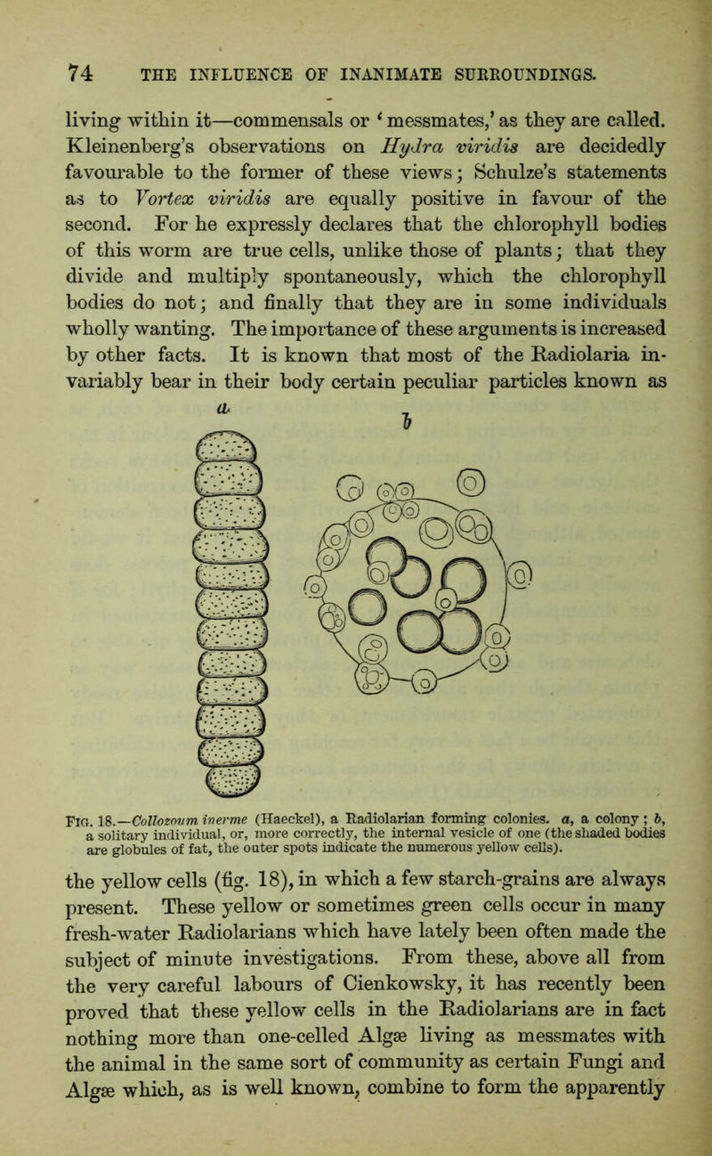 living within it—commensals or i messmates/ as they are called. Kleinenberg’s observations on Hydra viridis are decidedly favourable to the former of these views; Schulze’s statements as to Vortex viridis are equally positive in favour of the second. For he expressly declares that the chlorophyll bodies of this worm are true cells, unlike those of plants; that they divide and multiply spontaneously, which the chlorophyll bodies do not; and finally that they are in some individuals wholly wanting. The importance of these arguments is increased by other facts. It is known that most of the Radiolaria in- variably bear in their body certain peculiar particles known as Fig. 18.—Collozovm inerme (Haeckel), a Radiolarian forming colonies, a, a colony ; b, a solitary individual, or, more correctly, the internal vesicle of one (the shaded bodies are globules of fat, the outer spots indicate the numerous yellow cells). the yellow cells (fig. 18), in which a few starch-grains are always present. These yellow or sometimes green cells occur in many fresh-water Radiolarians which have lately been often made the subject of minute investigations. From these, above all from the very careful labours of Cienkowsky, it has recently been proved that these yellow cells in the Radiolarians are in fact nothing more than one-celled Algae living as messmates with the animal in the same sort of community as certain Fungi and Algae which, as is well known, combine to form the apparently