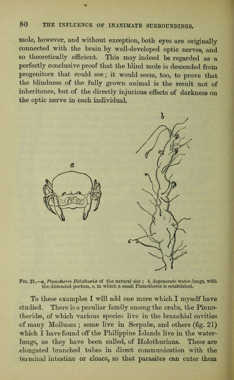 mole, however, and without exception, both eyes are originally connected with the brain by well-developed optic nerves, and so theoretically efficient. This may indeed be regarded as a perfectly conclusive proof that the blind mole is descended from progenitors that could see; it would seem, too, to prove that the blindness of the fully grown animal is the result not of inheritance, but of the directly injurious effects of darkness on the optic nerve in each individual. Fig. 21.—a, Pinnotheres Holothurice of the natural size ; b, degenerate water-lungs, with the distended portion, c, in which a small Pinnotheres is established. To these examples I will add one more which I myself have studied. There is a peculiar family among the crabs, the Pinno- theridse, of which various species live in the branchial cavities of many Mollusca; some live in Serpulse, and others (fig. 21) which I have found off the Philippine Islands live in the water- lungs, as they have been called, of Holothurians. These are elongated branched tubes in direct communication with the terminal intestine or cloaca, so that parasites can enter them l