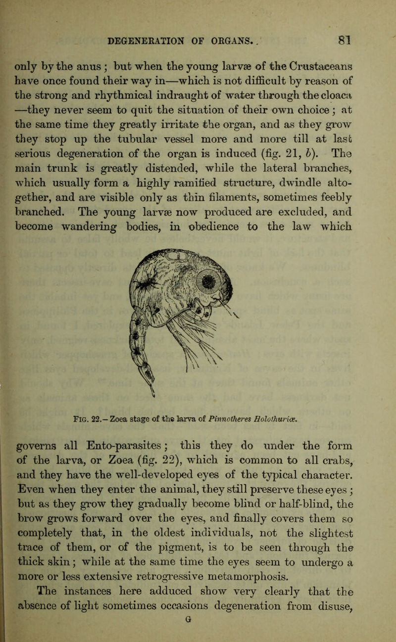 only by the anus; but when the young larvae of the Crustaceans have once foond their way in—which is not difficult by reason of the strong and rhythmical indraught of water through the cloaca —they never seem to quit the situation of their own choice; at the same time they greatly irritate the organ, and as they grow they stop up the tubular vessel more and more till at last serious degeneration of the organ is induced (fig. 21, b). The main trunk is greatly distended, while the lateral branches, which usually form a highly ramified structure, dwindle alto- gether, and are visible only as thin filaments, sometimes feebly branched. The young larvae now produced are excluded, and become wandering bodies, in obedience to the law which Fig. 22.- Zoea stage of the larva of Pinnotheres Bololhurice. governs all Ento-parasites; this they do under the form of the larva, or Zoea (fig. 22), which is common to all crabs, and they have the well-developed eyes of the typical character. Even when they enter the animal, they still preserve these eyes; but as they grow they gradually become blind or half-blind, the brow grows forward over the eyes, and finally covers them so completely that, in the oldest individuals, not the slightest trace of them, or of the pigment, is to be seen through the thick skin; while at the same time the eyes seem to undergo a more or less extensive retrogressive metamorphosis. The instances here adduced show very clearly that the absence of light sometimes occasions degeneration from disuse, G