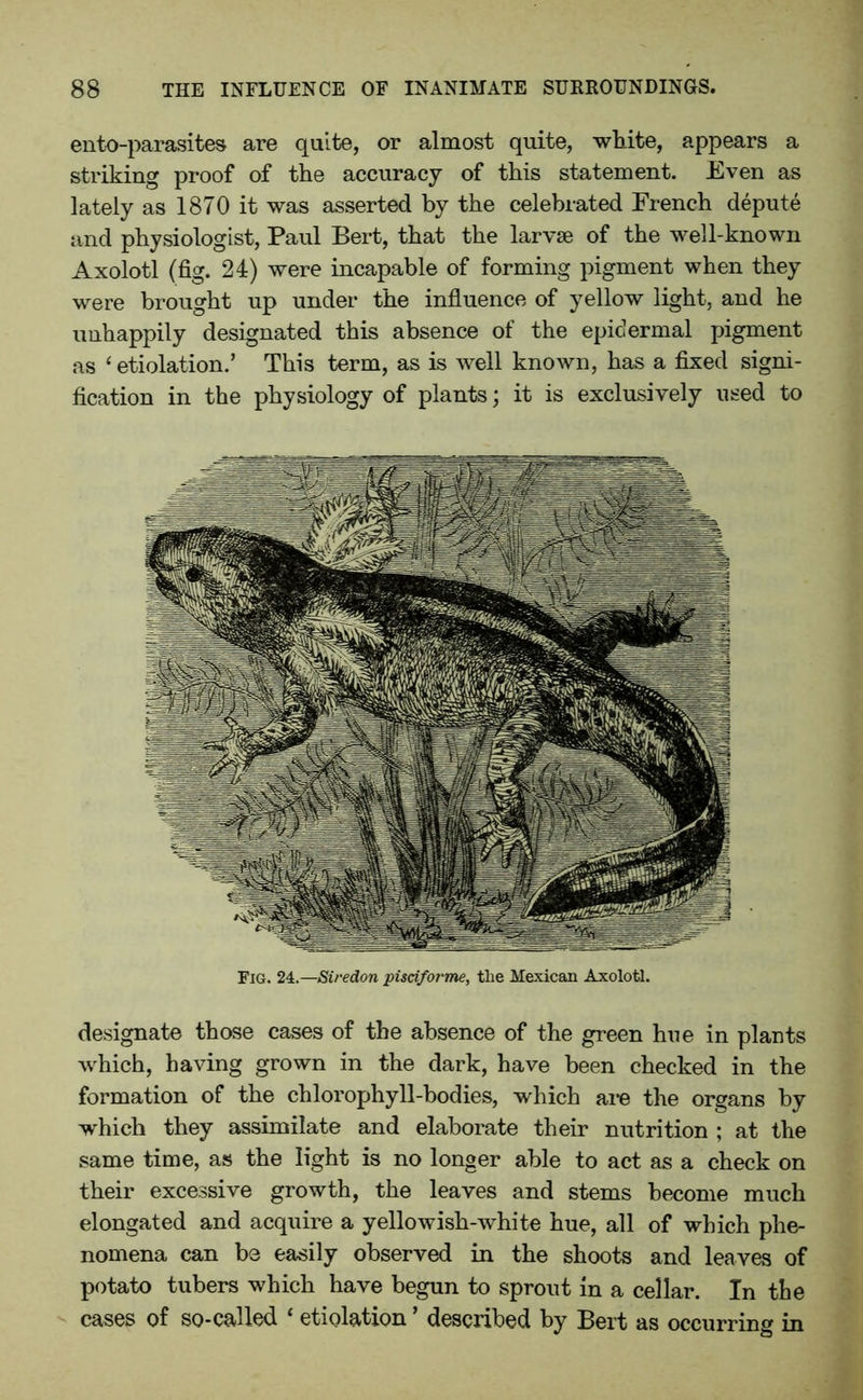 ento-parasites are quite, or almost quite, white, appears a striking proof of the accuracy of this statement. Even as lately as 1870 it was asserted by the celebrated French depute and physiologist, Paul Bert, that the larvse of the well-known Axolotl (fig. 24) were incapable of forming pigment when they were brought up under the influence of yellow light, and he unhappily designated this absence of the epidermal pigment as ‘etiolation.’ This term, as is well known, has a fixed signi- fication in the physiology of plants; it is exclusively used to Fig. 24.—Siredon pisci/orme, the Mexican Axolotl. designate those cases of the absence of the green hue in plants which, having grown in the dark, have been checked in the formation of the chlorophyll-bodies, which are the organs by which they assimilate and elaborate their nutrition ; at the same time, as the light is no longer able to act as a check on their excessive growth, the leaves and stems become much elongated and acquire a yellowish-white hue, all of which phe- nomena can be easily observed in the shoots and leaves of potato tubers which have begun to sprout in a cellar. In the cases of so-called ‘ etiolation ’ described by Bert as occurring in