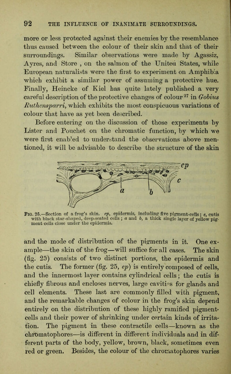 more or less protected against their enemies by the resemblance thus caused between the colour of their skin and that of their surroundings. Similar observations were made by Agassiz, Ayres, and Store , on the salmon of the United States, while European naturalists were the first to experiment on Amphibia which exhibit a similar power of assuming a protective hue. Finally, Heincke of Kiel has quite lately published a very careful description of the protective changes of colour 27 in Gobius Ruthensparri, which exhibits the most conspicuous variations of colour that have as yet been described. Before entering on the discussion of those experiments by Lister and Pouchet on the chromatic function, by which we were first enaUed to understand the observations above men- tioned, it will be advisable to describe the structure of the skin ep Fig. 25— Section of a frog’s skin, ep, epidermis, including five pigment-cells; c, cutis with black star-shaped, deep-seated cells ; a and b, a thick single layer of yellow pig- ment cells close under the epidermis. and the mode of distribution of the pigments in it. One ex- ample—the skin of the frog—will suffice for all cases. The skin (fig. 25) consists of two distinct portions, the epidermis and the cutis. The former (fig. 25, ep) is entirely composed of cells, and the innermost layer contains cylindrical cells; the cutis is chiefly fibrous and encloses nerves, large cavities for glands and cell elements. These last are commonly filled with pigment, and the remarkable changes of colour in the frog’s skin depend entirely on the distribution of these highly ramified pigment- cells and their power of shrinking under certain kinds of irrita- tion. The pigment in these contractile cells—known as the chromatophores—is different in different individuals and in dif- ferent parts of the body, yellow, brown, black, sometimes even red or green. Besides, the colour of the chromatophores varies