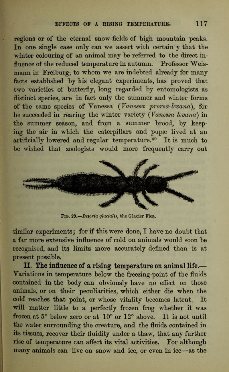 regions or of the eternal snow-fields of high mountain peaks. In one single case only can we assert with certain y that the winter colouring of an animal may be referred to the direct in- fluence of the reduced temperature in autumn. Professor Weis- mann in Freiburg, to whom we are indebted already for many facts established by his elegant experiments, has proved that two varieties of butterfly, long regarded by entomologists as distinct species, are in fact only the summer and winter forms of the same species of Yanessa (Vanessa prorsa-levana), for he succeeded in rearing the winter variety (Vanessa levana) in the summer season, and from a summer brood, by keep- ing the air in which the caterpillars and pupae lived at an artificially lowered and regular temperature.40 It is much to be wished that zoologists would more frequently carry out Fig. 29.—Desoria glacial is, the Glacier Flea. similar experiments; for if this were done, I have no doubt that a far more extensive influence of cold on animals would soon be recognised, and its limits more accurately defined than is at present possible. II. The influence of a rising temperature on animal life.— Variations in temperature below the freezing-point of the fluids contained in the body can obviously have no effect on those animals, or on their peculiarities, which either die when the cold reaches that point, or whose vitality becomes latent. It will matter little to a perfectly frozen frog whether it was frozen at 5° below zero or at 10° or 12° above. It is not until the water surrounding the creature, and the fluids contained in its tissues, recover their fluidity under a thaw, that any further rise of temperature can affect its vital activities. For although many animals can live on snow and ice, or even in ice—as the