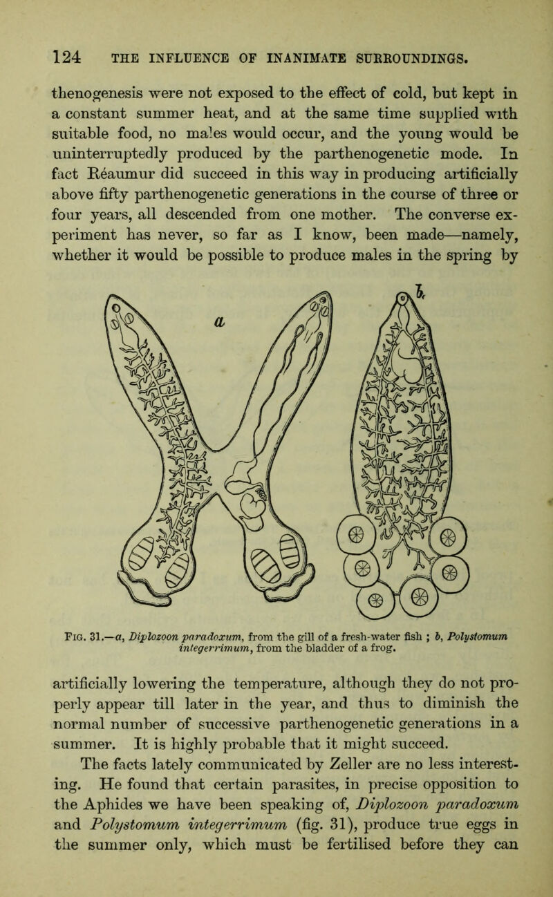 thenogenesis were not exposed to the effect of cold, but kept in a constant summer heat, and at the same time supplied with suitable food, no males would occur, and the young would be uninterruptedly produced by the parthenogenetic mode. In fact Reaumur did succeed in this way in producing artificially above fifty parthenogenetic generations in the course of three or four years, all descended from one mother. The converse ex- periment has never, so far as I know, been made—namely, whether it would be possible to produce males in the spring by Fig. 31.—a, Diplozoon paradoxum,, from the gill of a fresh-water fish ; b, Polystomum integerrimum, from the bladder of a frog. artificially lowering the temperature, although they do not pro- perly appear till later in the year, and thus to diminish the normal number of successive parthenogenetic generations in a summer. It is highly probable that it might succeed. The facts lately communicated by Zeller are no less interest- ing. He found that certain parasites, in precise opposition to the Aphides we have been speaking of, Dipilozoon paradoxum and Polystomum integerrimum (fig. 31), produce true eggs in the summer only, which must be fertilised before they can