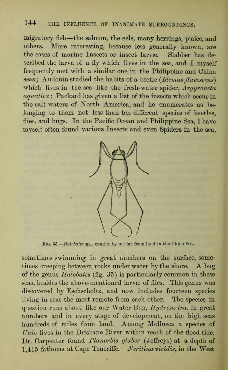 migratory fish—the salmon, the eels, many herrings, p'aice, and others. More interesting, because less generally known, are the cases of marine Insects or insect larvae. Slabber has de- scribed the larva of a fly which lives in the sea, and I myself frequently met with a similar one in the Philippine and China seas; Audouin studied the habits of a beetle {Blemus jlavescens) which lives in the sea like the fresh-water spider, Argyronetci aquatica; Packard has given a list of the insects which occur in the salt waters of North America, and he enumerates as be- longing to them not less than ten different species of beetles, flies, and bugs. In the Pacific Ocean and Philippine Sea, I have myself often found various Insects and even Spiders in the sea, Fig. 35 —Hulobates sp., caught by me far from land in the China Sea. sometimes swimming in great numbers on the surface, some- times creeping between rocks under water by the shore. A bug of the genus Halobates (fig. 35) is particularly common in these seas, besides the above-mentioned larvae of flies. This genus was discovered by Eschscholtz, and now includes fourteen species living in seas the most remote from each other. The species in question runs about like our Water-Bug, Hydromftra, in great numbers and in every stage of development, on the high seas hundreds of miles from land. Among Mollusca a species of Unio lives in the Brisbane Paver within reach of the flood-tide. Dr. Carpenter found Planorbis glaber (Jeffreys) at a depth of 1,415 fathoms at Cape Tenerifie. Neritina viridis, in the West