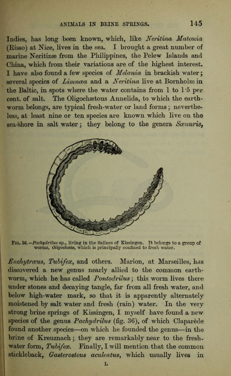 Indies, has long been known, which, like Neritina Matonia (Eisso) at Nice, lives in the sea. I brought a great number of marine Neritinse from the Philippines, the Pelew Islands and China, which from their variations are of the highest interest. I have also found a few species of Melania in brackish water; several species of Limncea and a Neritina live at Bornholm in the Baltic, in spots where the water contains from 1 to 1*5 per cent, of salt. The Oligochaetous Annelida, to which the earth- worm belongs, are typical fresh-water or land forms; neverthe- less, at least nine or ten species are known which live on the sea-shore in salt water; they belong to the genera Scenuris, Fig. 36. —Pachydrilus sp., living in the Salines of Kissingen. It belongs to a group of worms, Oligochoeta, which is principally confined to fresh water. I Enchytrceus, Tubifex, and others. Marion, at Marseilles, has I discovered a new genus nearly allied to the common earth- worm, which he has called Pontodrilus; this worm lives there | under stones and decaying tangle, far from all fresh water, and below high-water mark, so that it is apparently alternately i moistened by salt water and fresh (rain) water. In the very j strong brine springs of Kissingen, I myself have found a new species of the genus Pachydrilus (fig. 36), of which Claparede I found another species—on which he founded the genus—in the brine of Kreuznach; they are remarkably near to the fresh- ■ water form, Tubifex. Finally, I will mention that the common j stickleback, Gasterosteus aculeatusy which usually lives in