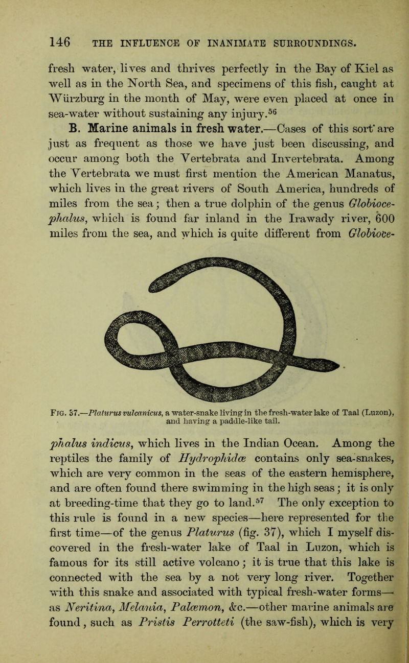 fresh water, lives and thrives perfectly in the Bay of Kiel as well as in the North Sea, and specimens of this fish, caught at Wurzburg in the month of May, were even placed at once in sea-water without sustaining any injury.56 B. Marine animals in freshwater.—Cases of this sort*are just as frequent as those we have just been discussing, and occur among both the Vertebrata and Invertebrata. Among the Vertebrata we must first mention the American Manatus, which lives in the great rivers of South America, hundreds of miles from the sea; then a true dolphin of the genus Globioce- phalus, which is found far inland in the Ira wady river, 600 miles from the sea, and which is quite different from Globioce- Fjg. 37.—Platurus mlcanicus, a water-snake living in the fresh-water lake of Taal (Luzon), and having a paddle-like tail. phalus indicus, which lives in the Indian Ocean. Among the reptiles the family of Hydrophidce contains only sea-snakes, which are very common in the seas of the eastern hemisphere, and are often found there swimming in the high seas; it is only at breeding-time that they go to land.57 The only exception to this rule is found in a new species—here represented for the first time—of the genus Platurus (fig. 37), which I myself dis- covered in the fresh-water lake of Taal in Luzon, which is famous for its still active volcano; it is true that this lake is connected with the sea by a not very long river. Together with this snake and associated with typical fresh-water forms—* as JVeritina, Melania, Palcemon, &c.—other marine animals are found, such as Pristis Perrotteti (the saw-fish), which is very