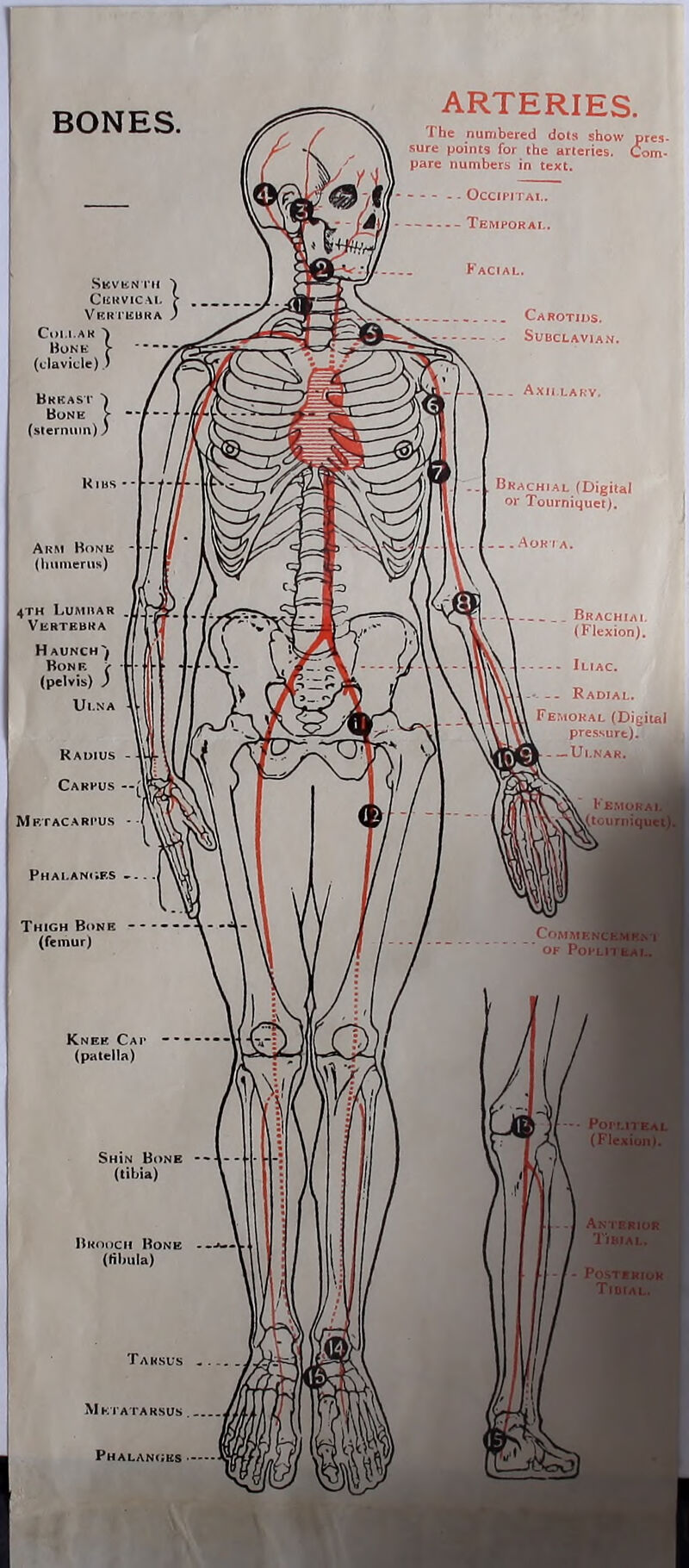 BONES. ARTERIES. The numbered dots show pi sure points for the arteries. Cc pare numbers in text. - Occipital. Temporal. res- om- StCVEN I II Cervical V ERTEUKA Collar ^ Bone ?■ (clavicle) ) Facial. Carotids. Subclavian. Axii laky. Brachial (Digital or Tourniquet). Brachial (Flexion).