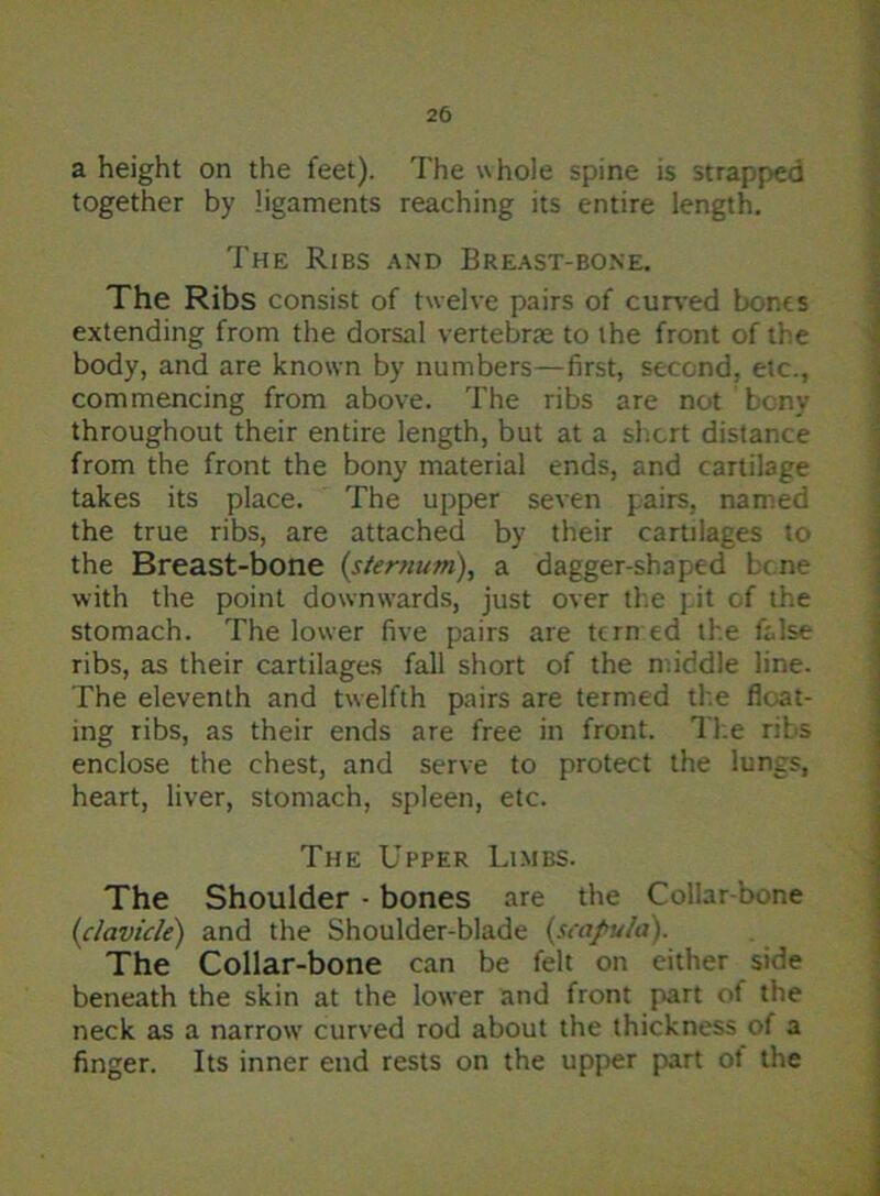 a height on the feet). The whole spine is strapped together by ligaments reaching its entire length. The Ribs and Breast-bone. The Ribs consist of twelve pairs of curved bonts extending from the dorsal vertebrae to the front of the body, and are known by numbers—first, second, etc., commencing from above. The ribs are not bony throughout their entire length, but at a short distance from the front the bony material ends, and cartilage takes its place. The upper seven pairs, named the true ribs, are attached by their cartilages to the Breast-bone {sternum), a dagger-shaped bone with the point downwards, just over the pit of the stomach. The lower five pairs are termed the false ribs, as their cartilages fall short of the middle line. The eleventh and twelfth pairs are termed the float- ing ribs, as their ends are free in front. The ribs enclose the chest, and serve to protect the lungs, heart, liver, stomach, spleen, etc. The Upper Limbs. The Shoulder - bones are the Collar bone {clavicle) and the Shoulder-blade {scapula). The Collar-bone can be felt on either side beneath the skin at the lower and front part ot the neck as a narrow curved rod about the thickness of a finger. Its inner end rests on the upper part ot the