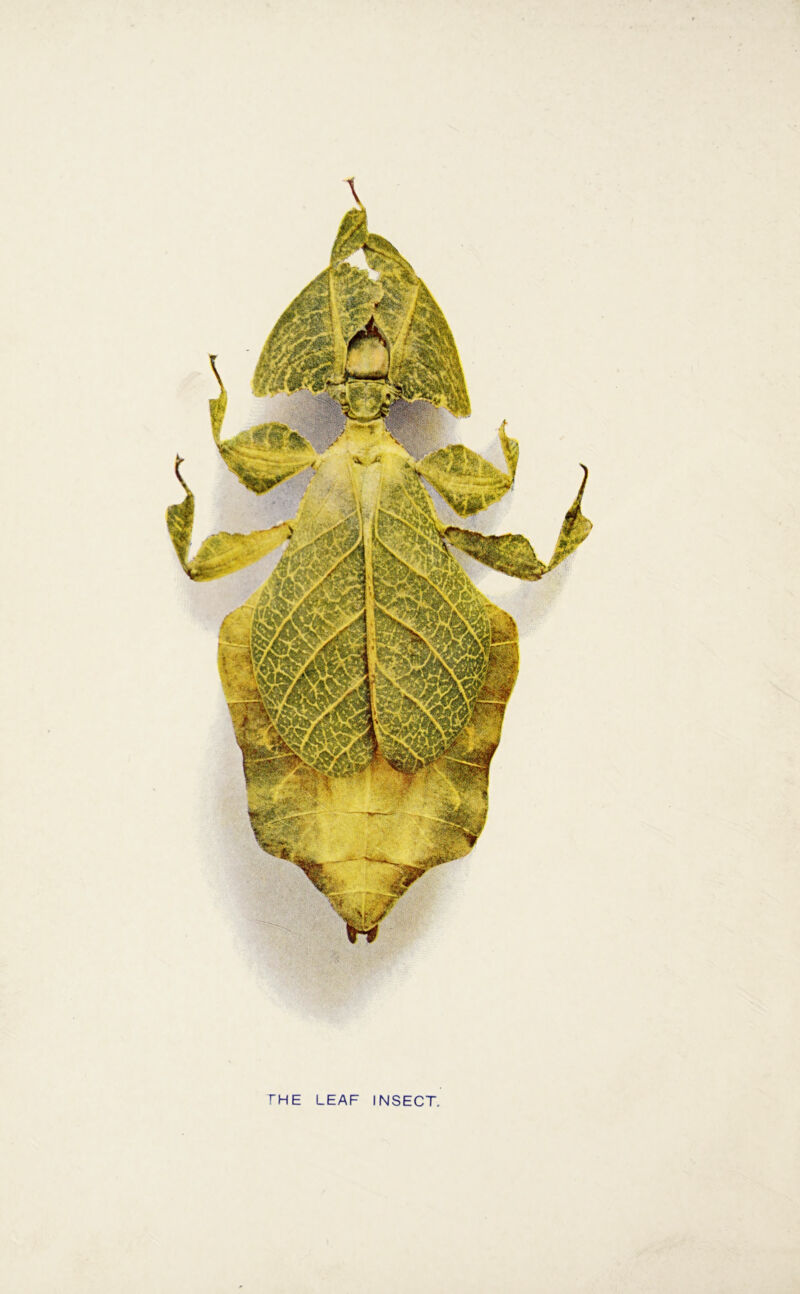 'I'HE LEAF INSECT.