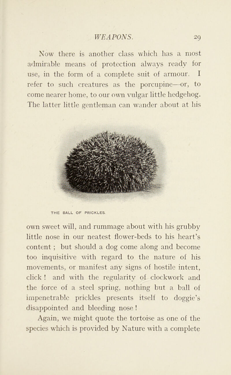 Now there is another class which has a most admirable means of protection always ready for use, in the form of a complete suit of armour. I refer to such creatures as the porcupine—or, to come nearer home, to our own vulgar little hedgehog. The latter little gentleman can wonder about at his THE BALL OF PRICKLES. own sweet will, and rummage about with his grubby little nose in our neatest flower-beds to his heart’s content ; but should a dog come along and become too inquisitive with regard to the nature of his movements, or manifest any signs of hostile intent, click ! and with the regularity of clockwork and the force of a steel spring, nothing but a ball of impenetrable prickles presents itself to doggie’s disappointed and bleeding nose ! Again, we might quote the tortoise as one of the species which is provided by Nature with a complete