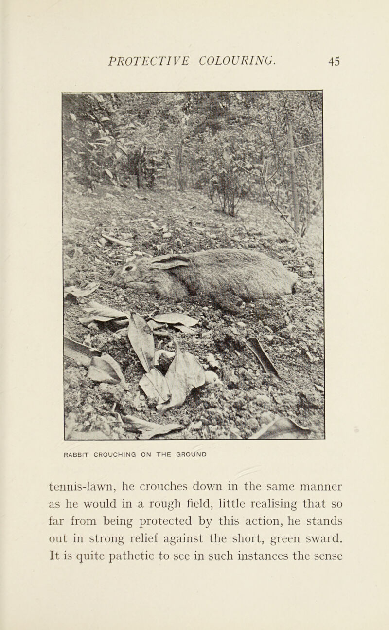RABBIT CROUCHING ON THE GROUND tennis-lawn, he crouches down in the same manner as he would in a rough held, little realising that so far from being protected by this action, he stands out in strong relief against the short, green sward. It is quite pathetic to see in such instances the sense