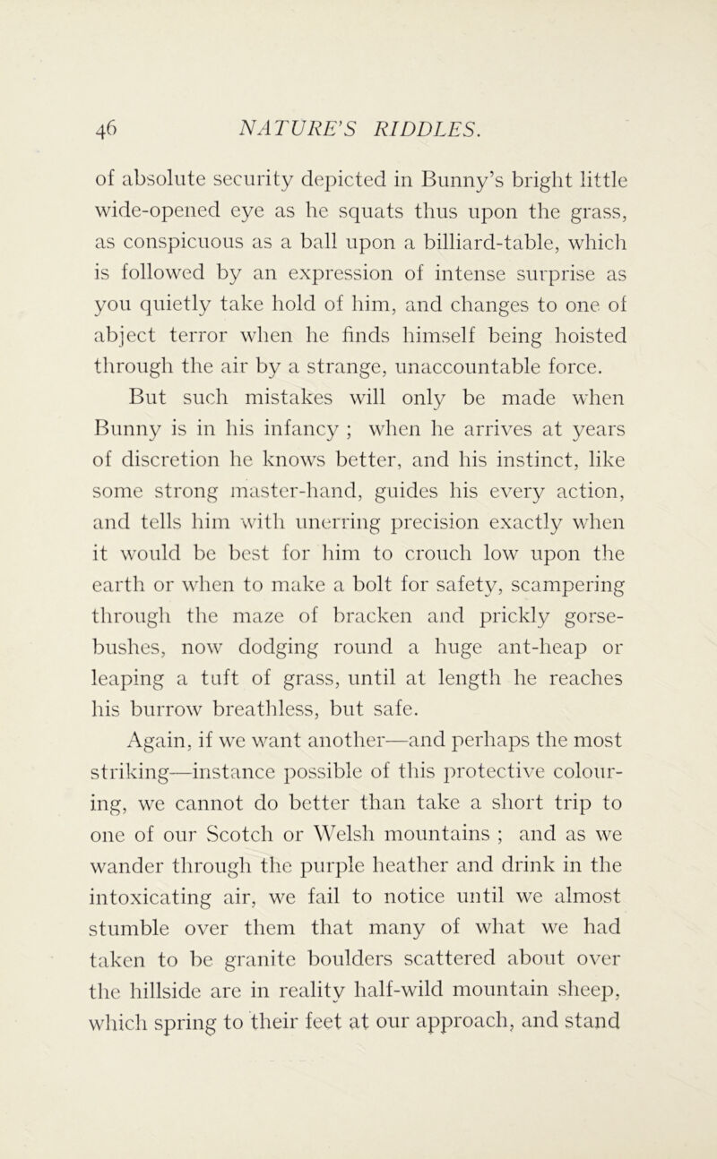 of absolute security depicted in Bunny’s bright little wide-opened eye as he squats thus upon the grass, as conspicuous as a ball upon a billiard-table, whicli is followed by an expression of intense surprise as you quietly take hold of him, and changes to one of abject terror when he finds himself being hoisted through the air by a strange, unaccountable force. But such mistakes will only be made when Bunny is in his infancy ; when he arrives at years of discretion he knows better, and his instinct, like some strong master-hand, guides his every action, and tells him with unerring precision exactly when it would be best for liim to crouch low upon the earth or when to make a bolt for safety, scampering through the maze of bracken and prickly gorse- bushes, now dodging round a huge ant-heap or leaping a tuft of grass, until at length he reaches his burrow breathless, but safe. Again, if we want another—and perhaps the most striking—instance possible of this protective colour- ing, we cannot do better than take a short trip to one of our vScotch or Welsh mountains ; and as we wander through the purple heather and drink in the intoxicating air, we fail to notice until we almost stumble over them that many of what we had taken to be granite boulders scattered about over the hillside are in reality half-wild mountain sheep, which spring to their feet at our approach, and stand