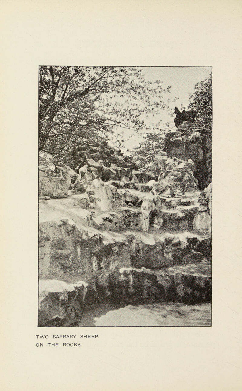 TWO BARBARY SHEEP ON THE ROCKS.