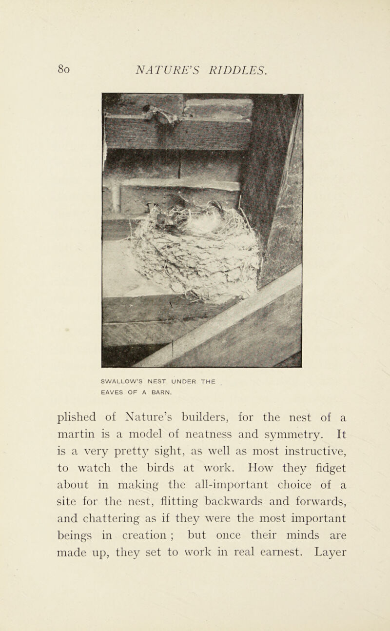 SWALLOW’S NEST UNDER THE EAVES OF A BARN. plished of Nature’s builders, for the nest of a martin is a model of neatness and symmetry. It is a very pretty sight, as well as most instructive, to watch the birds at work. How they fidget about in making the all-important choice of a site for the nest, flitting backwards and forwards, and chattering as if they were the most important beings in creation ; but once their minds are made up, they set to work in real earnest. Layer