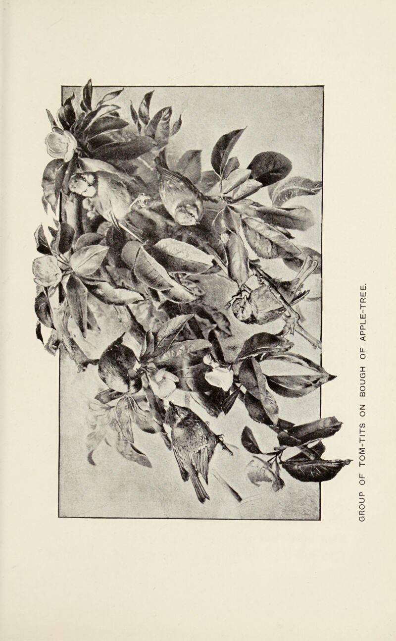 GROUP OF TOM-TITS ON BOUGH OF APPLE-TREE.