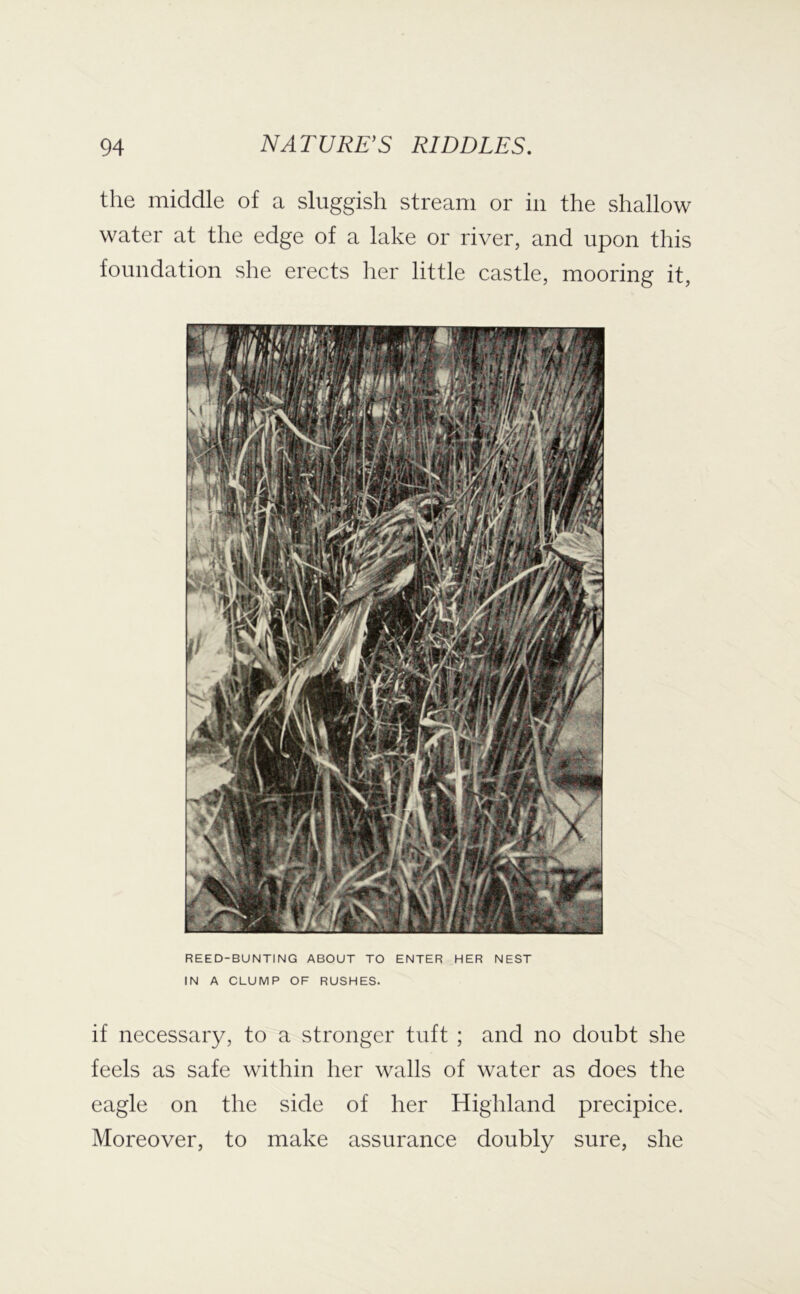 the middle of a sluggish stream or in the shallow water at the edge of a lake or river, and upon this foundation she erects her little castle, mooring it. REED-BUNTING ABOUT TO ENTER HER NEST IN A CLUMP OF RUSHES. if necessary, to a stronger tuft ; and no doubt she feels as safe within her walls of water as does the eagle on the side of her Highland precipice. Moreover, to make assurance doubly sure, she