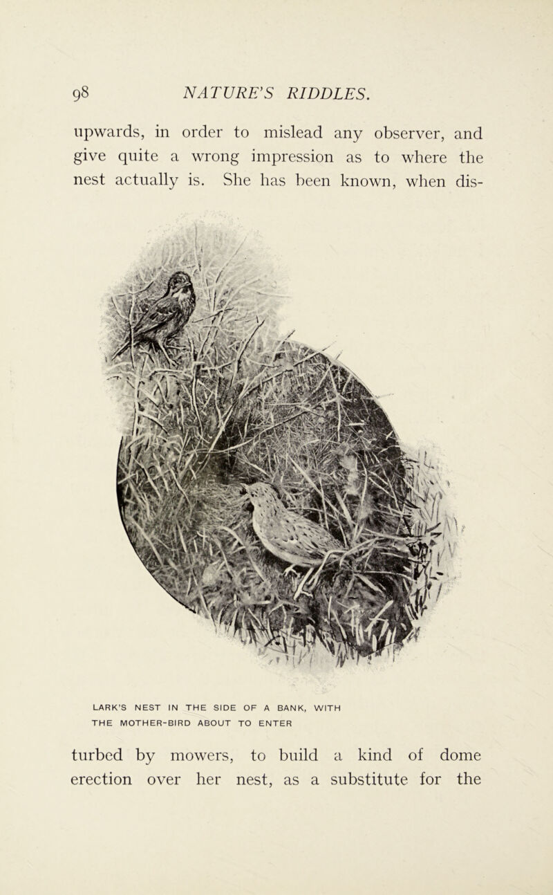 turbed by mowers, to build a kind of dome erection over her nest, as a substitute for the 98 NATURE’S RIDDLES. upwards, in order to mislead any observer, and give quite a wrong impression as to where the nest actually is. She has been known, when dis- LARK’S NEST IN THE SIDE OF A BANK, WITH THE MOTHER-BIRD ABOUT TO ENTER