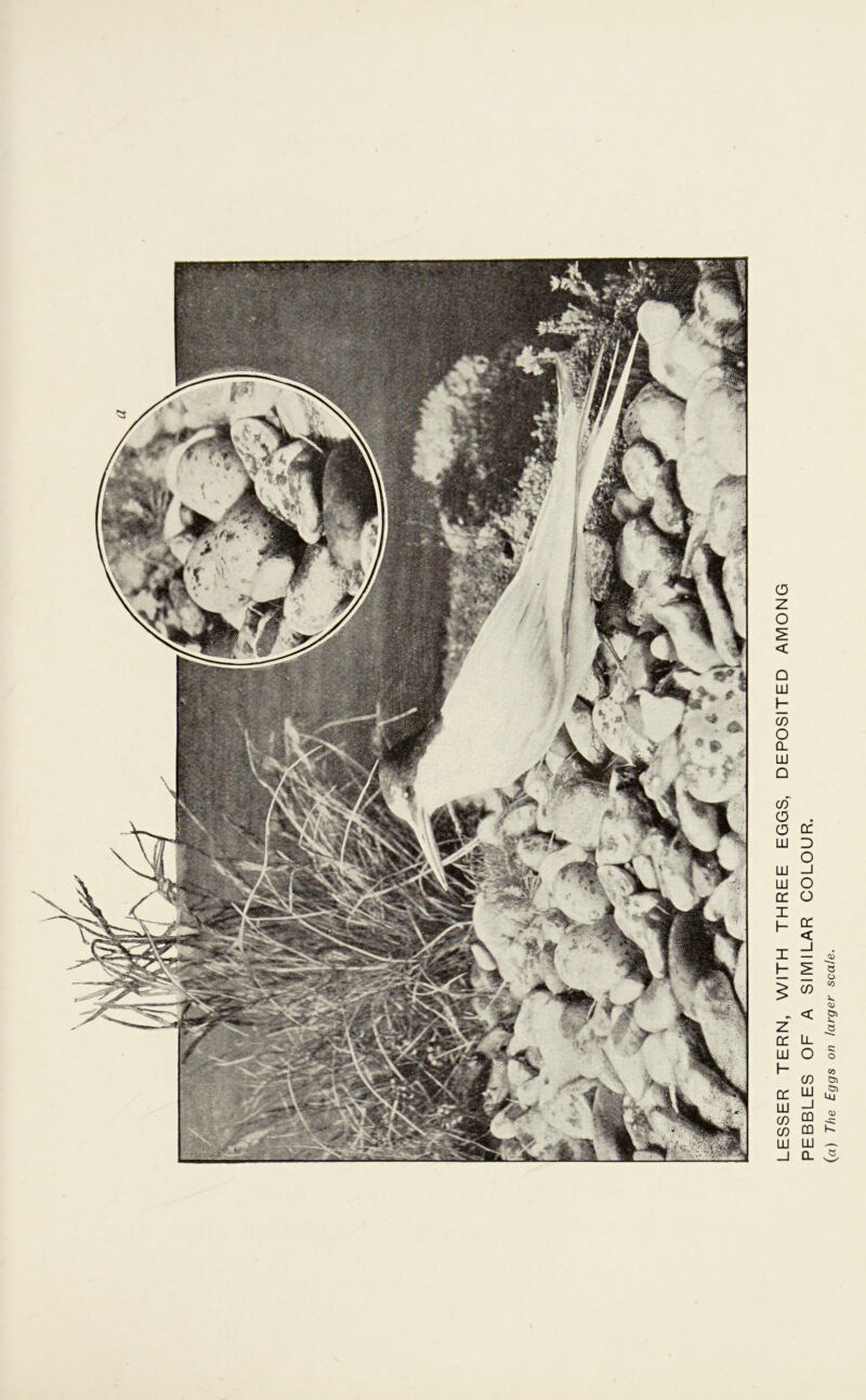 LESSER TERN, WITH THREE EGGS, DEPOSITED AMONG PEBBLES OF A SIMILAR COLOUR. (a) The Eggs on larger scale.