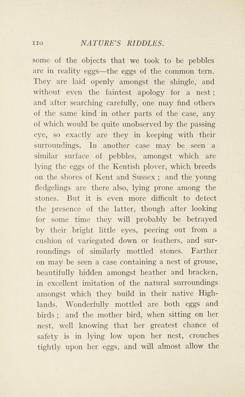 some of the objects that we took to be pebbles are in reality eggs—the eggs of the common tern. They are laid openly amongst the shingle, and without even the faintest apology for a nest ; and after searching carefully, one may find others of the same kind in other parts of the case, any of which would be quite unobserved by the passing eye, so exactly are they in keeping with their surroundings. In another case may be seen a similar surface of pebbles, amongst which are lying the eggs of the Kentish plover, which breeds on the shores of Kent and vSussex ; and the young fledgelings are there also, lying prone among the stones. But it is even more difficult to detect the presence of the latter, though after looking for some time they will probably be betrayed by their bright little eyes, peering out from a cushion of variegated down or feathers, and sur- roundings of similarly mottled stones. Farther on may be seen a case containing a nest of grouse, beautifully hidden amongst heather and bracken, in excellent imitation of the natural surroundings amongst which they build in their native High- lands. Wonderfully mottled are both eggs and birds ; and the mother bird, when sitting on her nest, well knowing that her greatest chance of safety is in lying low upon her nest, crouches tightly upon her eggs, and will almost allow the