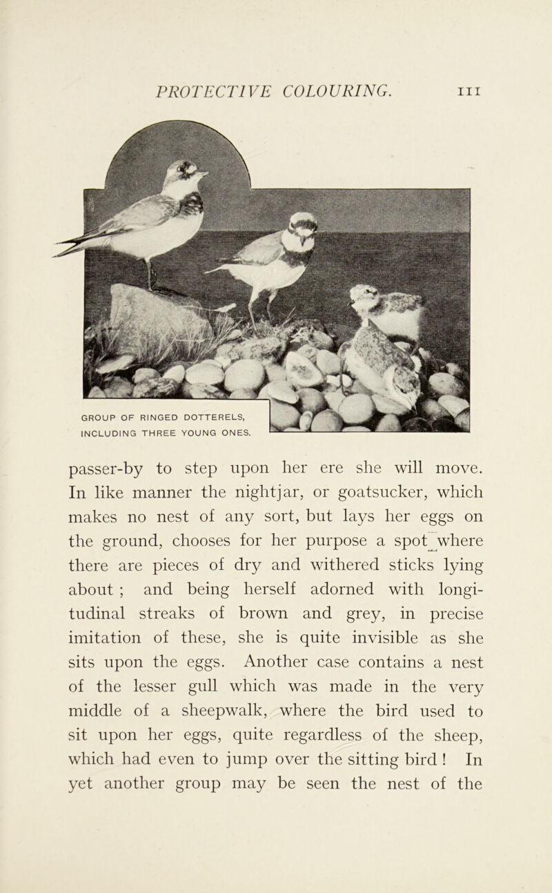 passer-by to step upon her ere she will move. In like manner the nightjar, or goatsucker, which makes no nest of any sort, but lays her eggs on the ground, chooses for her purpose a spot^where there are pieces of dry and withered sticks lying about ; and being herself adorned with longi- tudinal streaks of brown and grey, in precise imitation of these, she is quite invisible as she sits upon the eggs. Another case contains a nest of the lesser gull which was made in the very middle of a sheepwalk, where the bird used to sit upon her eggs, quite regardless of the sheep, which had even to jump over the sitting bird ! In yet another group may be seen the nest of the