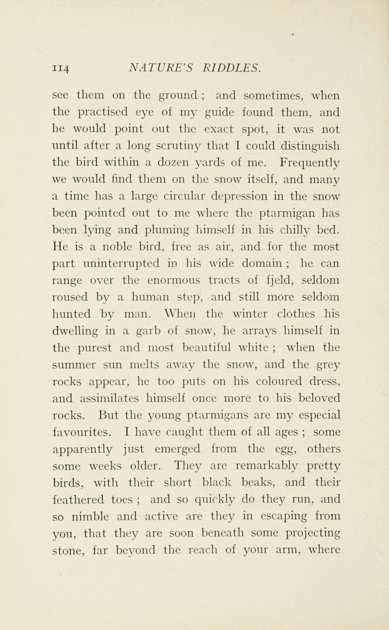 see them on the ground ; and sometimes, when the practised eye of my guide found them, and he would point out the exact spot, it was not until after a long scrutiny that I could distinguish the bird within a dozen yards of me. Frequently we would find them on the snow itself, and many a time has a large circular depression in the snow been pointed out to me wliere the ptarmigan has been lying and pluming himself in his chilly bed. He is a noble bird, free as air, and for the most part uninterrupted iu his wide domain ; he can range over the enormous tracts of fjeld, seldom roused by a human step, and still more seldom hunted by man. \Mien the winter clothes his dwelling in a garb of snow, he arrays himself in the purest and most beautiful white ; when the summer sun melts away the snow, and the gre}^ rocks appear, he too puts on his coloured dress, and assimilates himself once more to his beloved rocks. But the young ptarmigans are my especial favourites. I have caught them of all ages ; some apparently just emerged from the egg, others some weeks older. They are remarkably pretty birds, with their short black beaks, and their feathered toes ; and so quickly do they run, and so nimble and active are they in escaping from you, that they are soon beneath some projecting stone, far beyond the reach of your arm, where