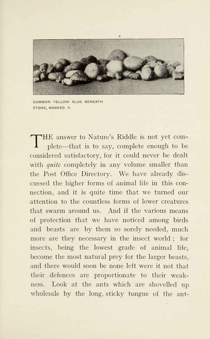 X COMMON YELLOW SLUG BENEATH STONE, MARKED X. The answer to Nature’s Riddle is not yet com- plete—that is to say, complete enough to be considered satisfactory, for it could never be dealt with quite completely in any volume smaller than the Post Office Directory. We have already dis- cussed the higher forms of animal life in this con- nection, and it is quite time that we turned our attention to the countless forms of lower creatures that swarm around us. And if the various means of protection that we have noticed among birds and beasts are by them so sorely needed, much more are they necessary in the insect world ; for insects, being the lowest grade of animal life, become the most natural prey for the larger beasts, and there would soon be none left were it not that their defences are proportionate to their weak- ness. Look at the ants which are shovelled up wholesale by the long, sticky tongue of the ant-