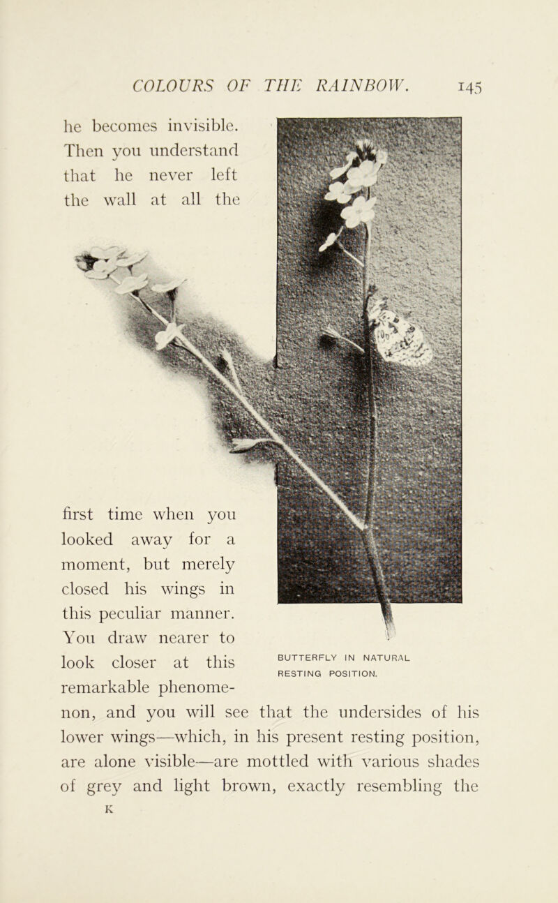 first time when you looked away for a moment, but merely closed his wings in this peculiar manner. You draw nearer to look closer at this remarkable phenome- non, and you will see that the undersides of his lower wings—which, in his present resting position, are alone visible—are mottled with various shades of grey and light brown, exactly resembling the BUTTERFLY IN NATURAL RESTING POSITION. he becomes invisible. Then von understand that he never left the wall at all the K