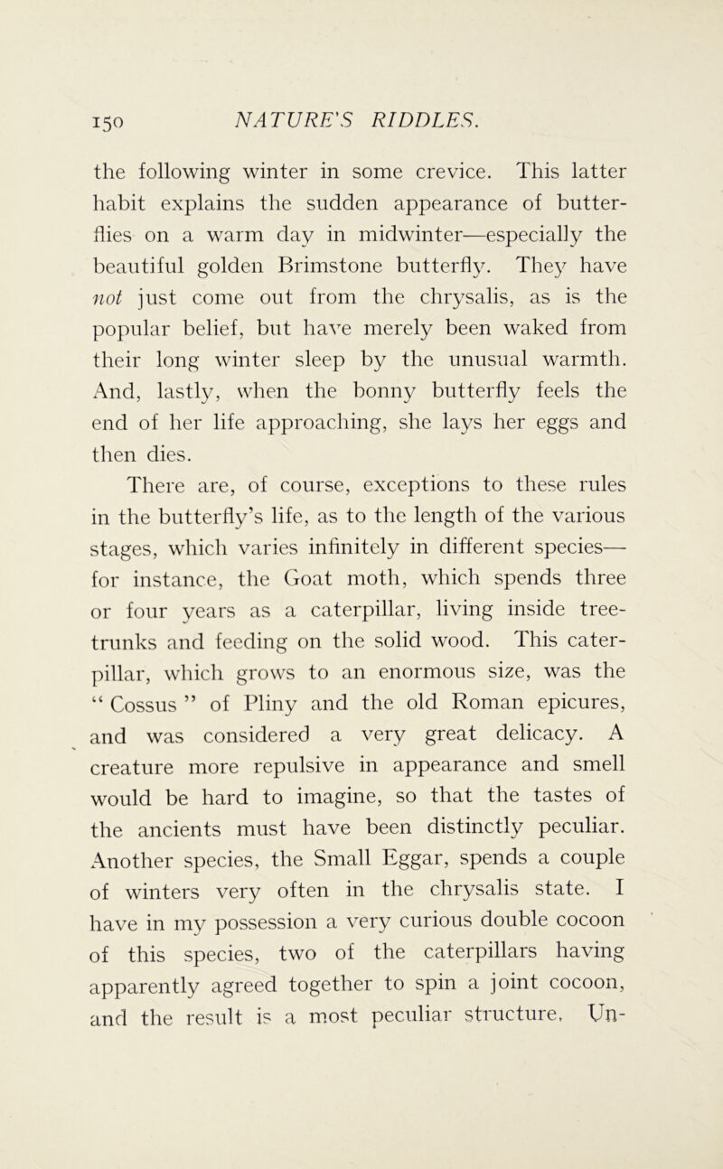 the following winter in some crevice. This latter habit explains the sudden appearance of butter- flies on a warm day in midwinter—especially the beautiful golden Brimstone butterfly. They have not just come out from the chrysalis, as is the popular belief, but have merely been waked from their long winter sleep by the unusual warmth. And, lastly, when the bonny butterfly feels the end of her life approaching, she lays her eggs and then dies. There are, of course, exceptions to these rules in the butterfly’s life, as to the length of the various stages, which varies infinitely in different species— for instance, the Goat moth, which spends three or four years as a caterpillar, living inside tree- trunks and feeding on the solid wood. This cater- pillar, which grows to an enormous size, was the “ Cossus ” of Pliny and the old Roman epicures, and was considered a very great delicacy. A creature more repulsive in appearance and smell would be hard to imagine, so that the tastes of the ancients must have been distinctly peculiar. Another species, the Small Eggar, spends a couple of winters very often in the chrysalis state. I have in my possession a very curious double cocoon of this species, two of the caterpillars having apparently agreed together to spin a joint cocoon, and the result is a m.ost peculiar structure, Un-